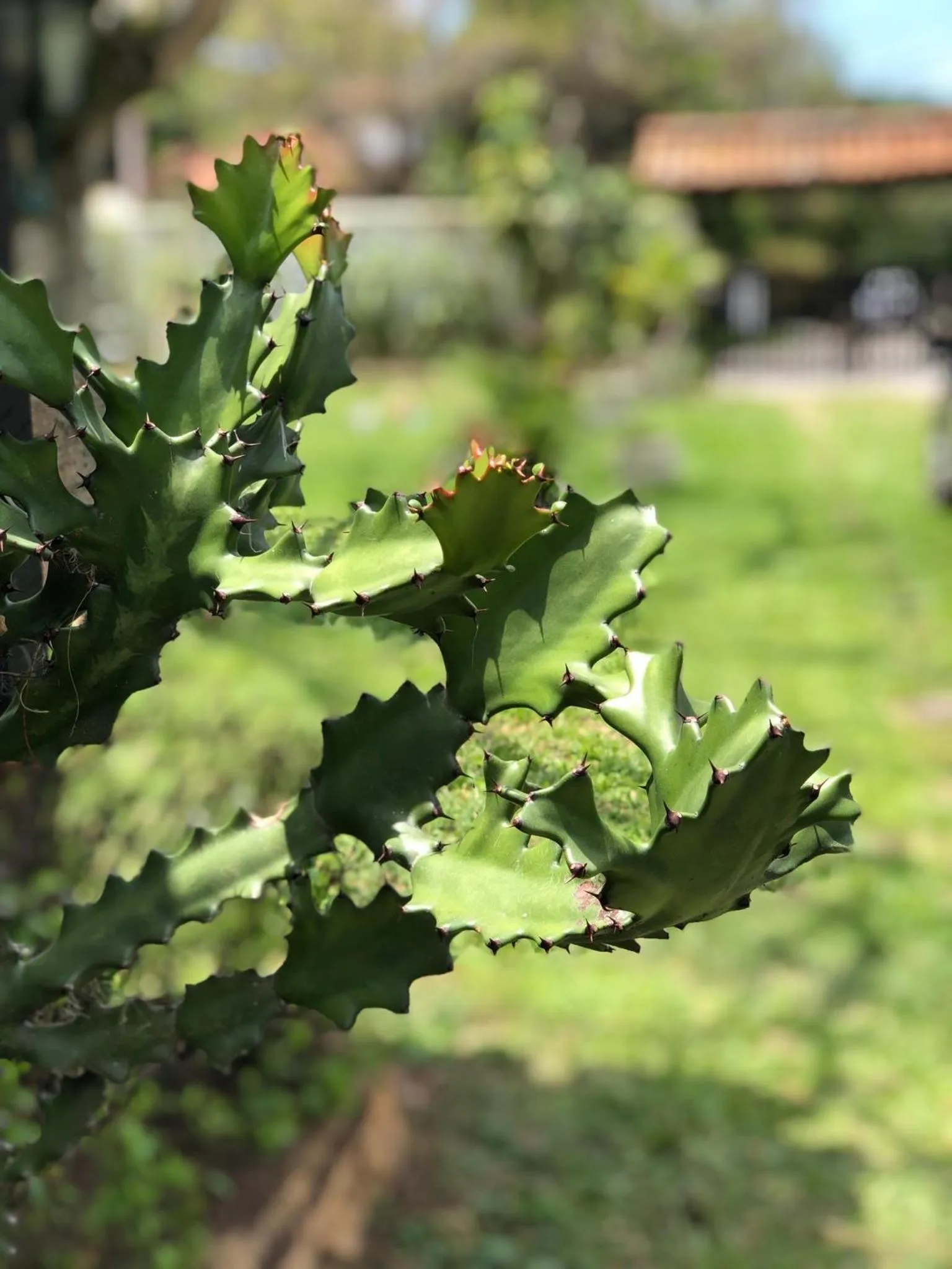 Garden in Peixe Crew Manguinhos