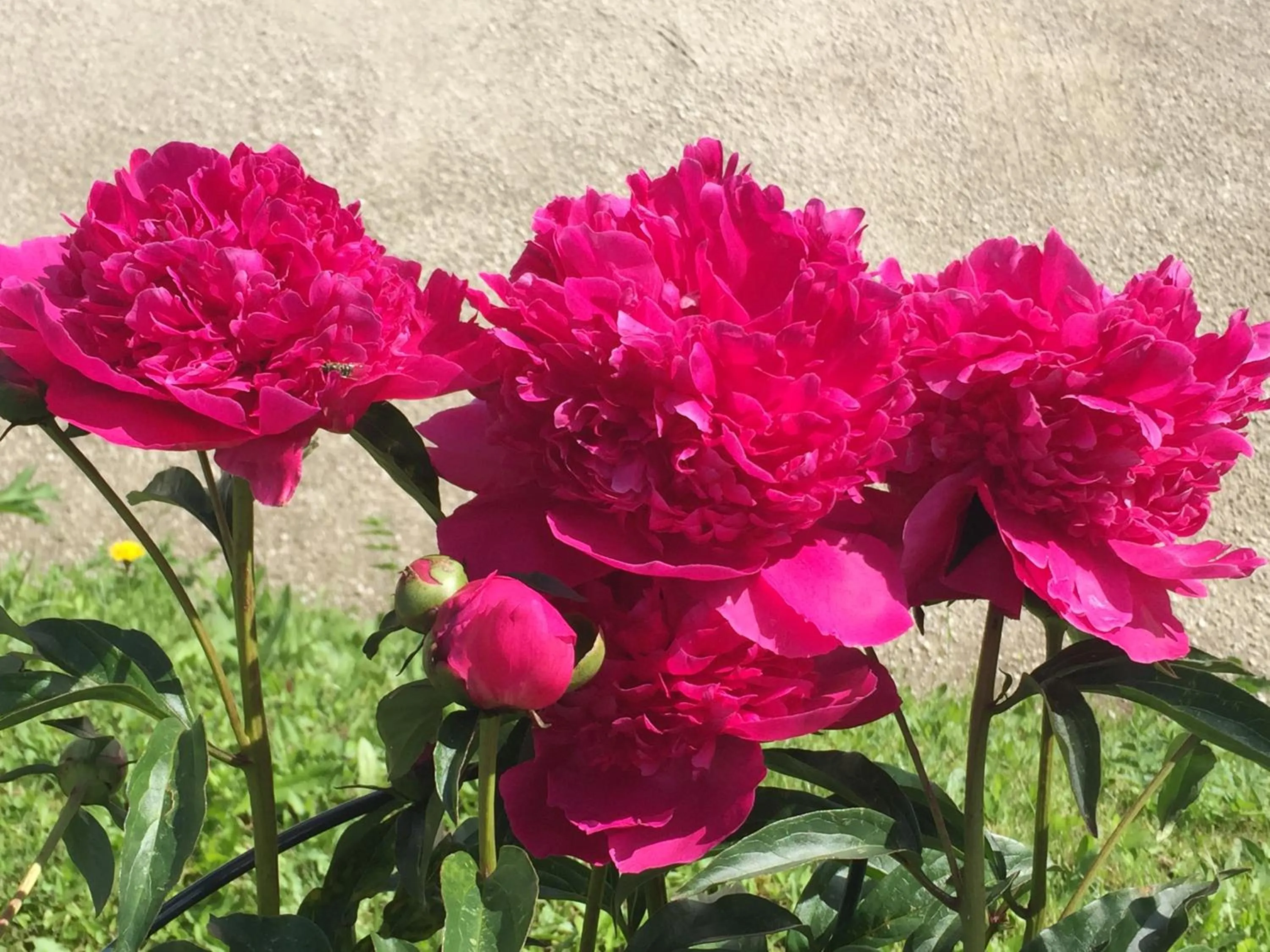 Spring in Garni Toni