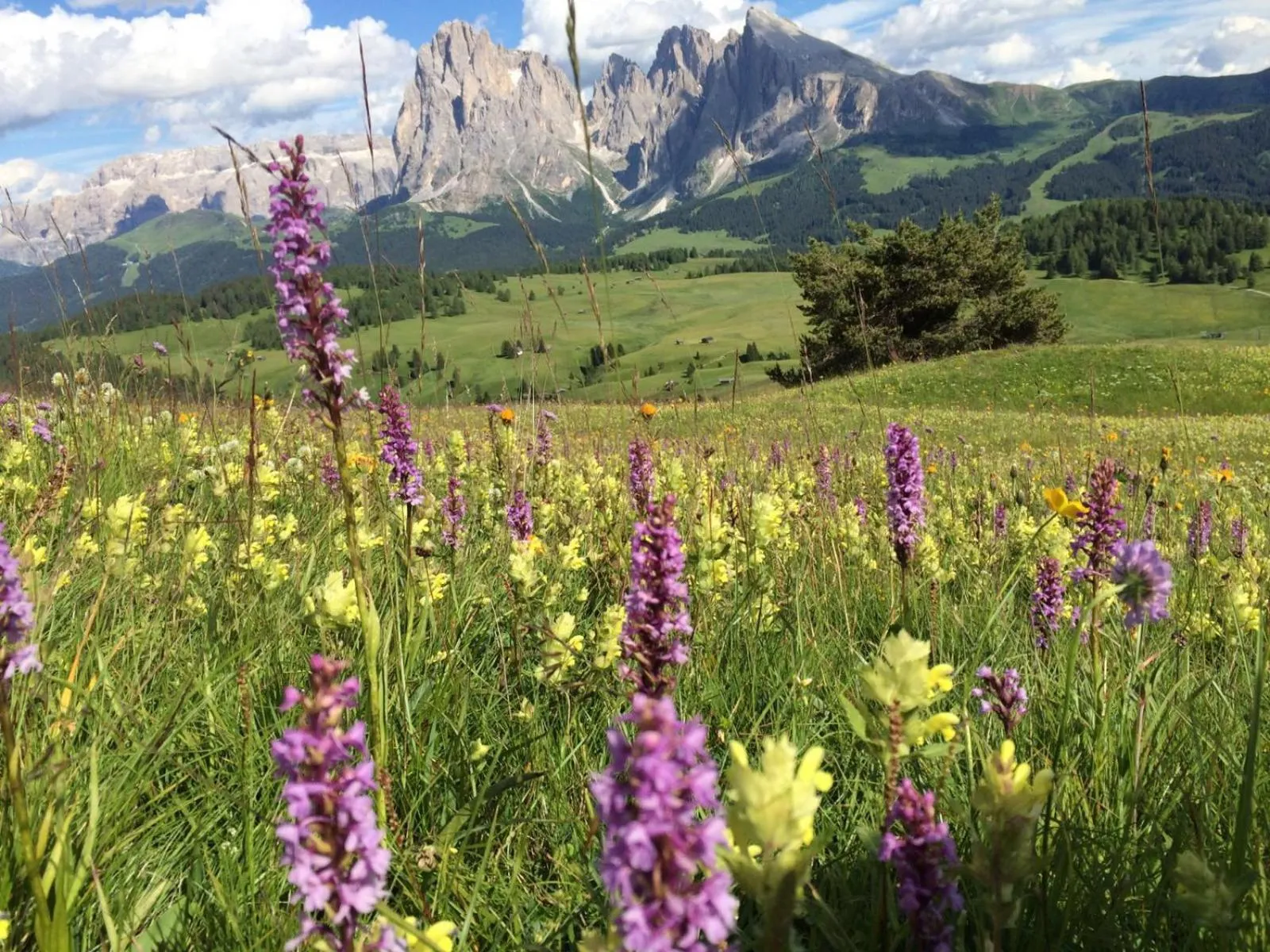 Spring in Garni Toni