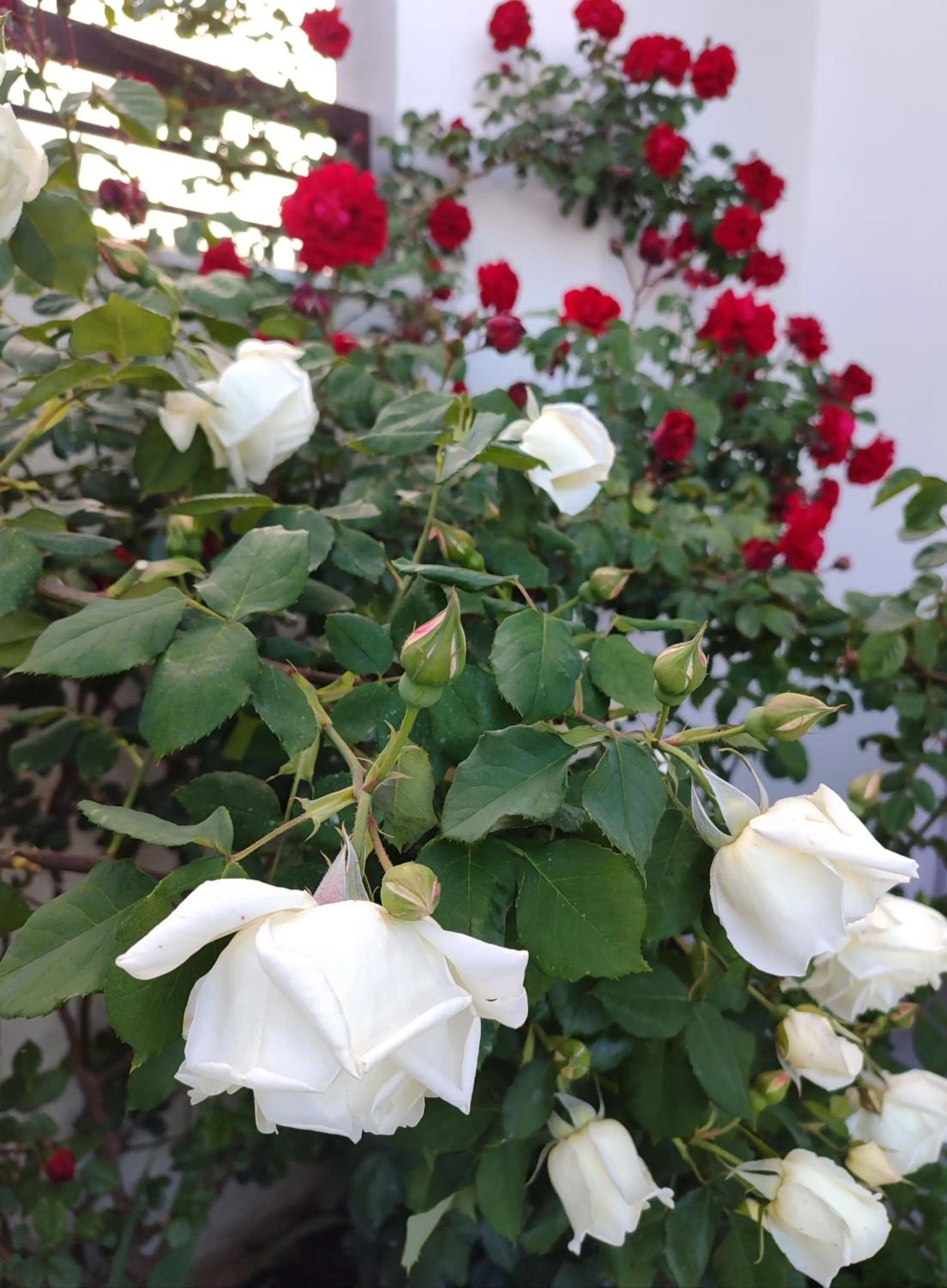Garden in Veronika Home Tbilisi