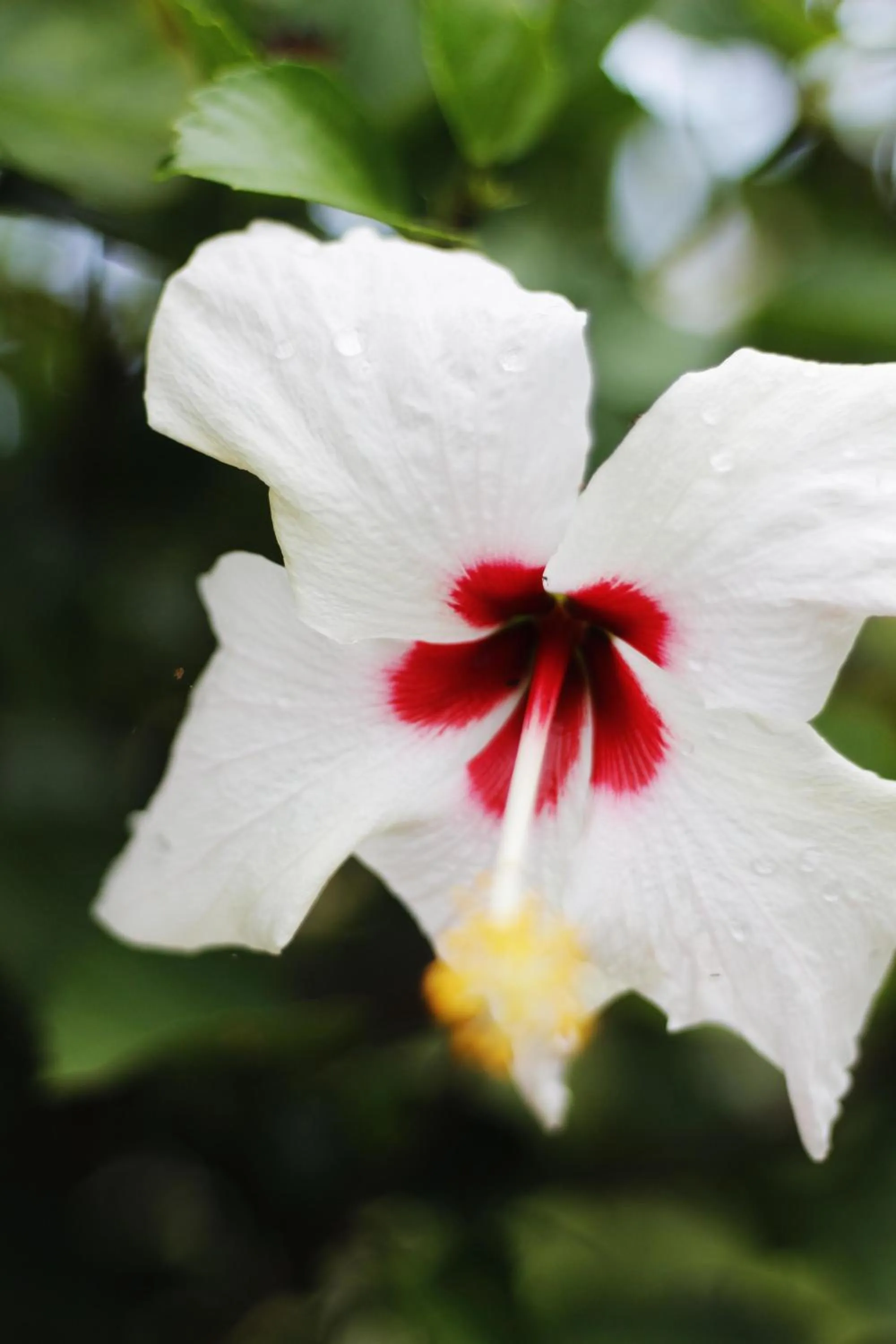 Garden in Praba Hostel