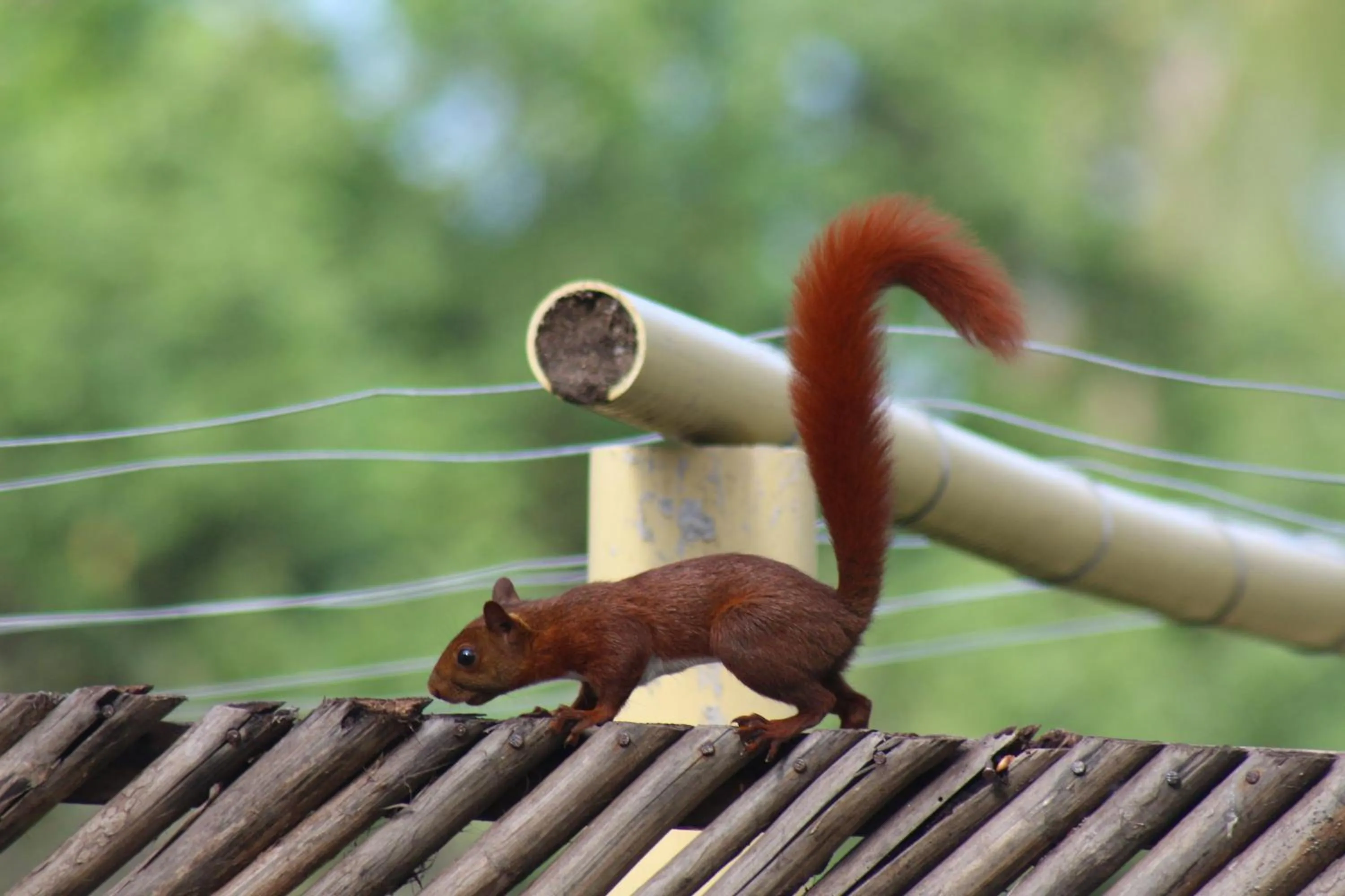 Animals in Praba Hostel