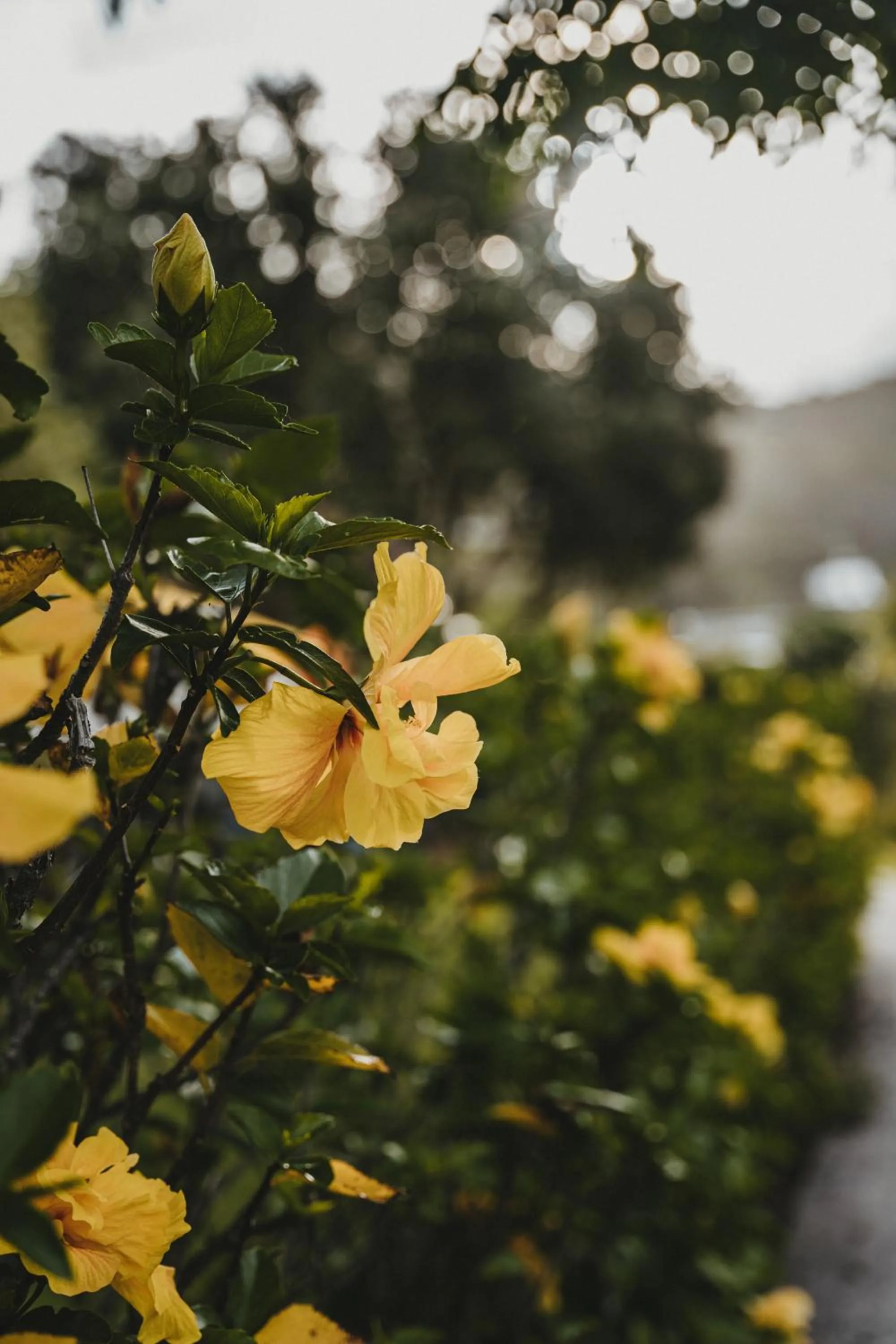 Garden in Tatahi Lodge Beach Resort