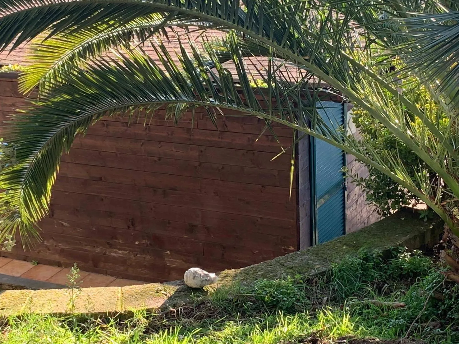 Night in the Wood Sorbo