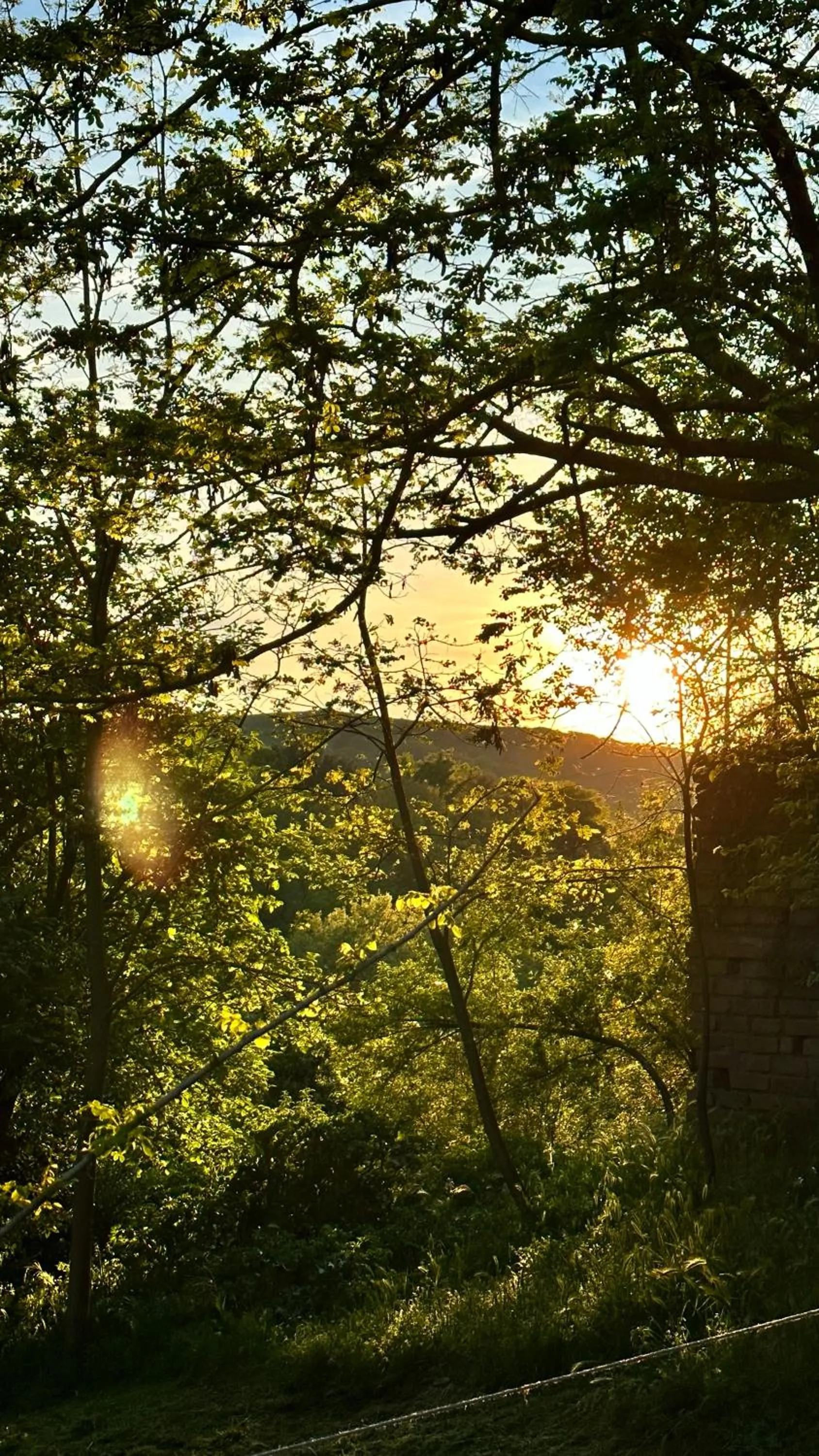 Night in the Wood Sorbo