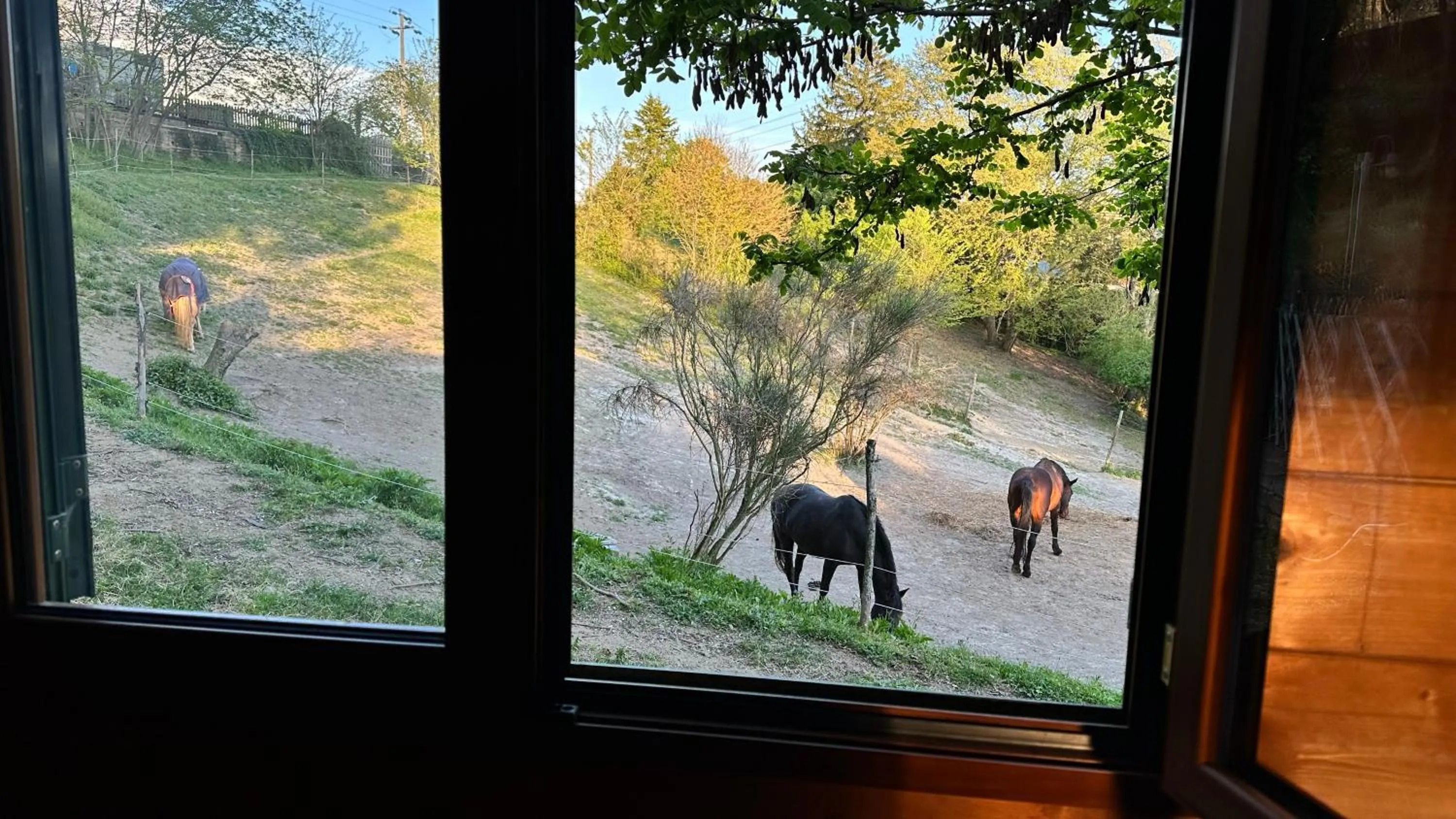 Night in the Wood Sorbo