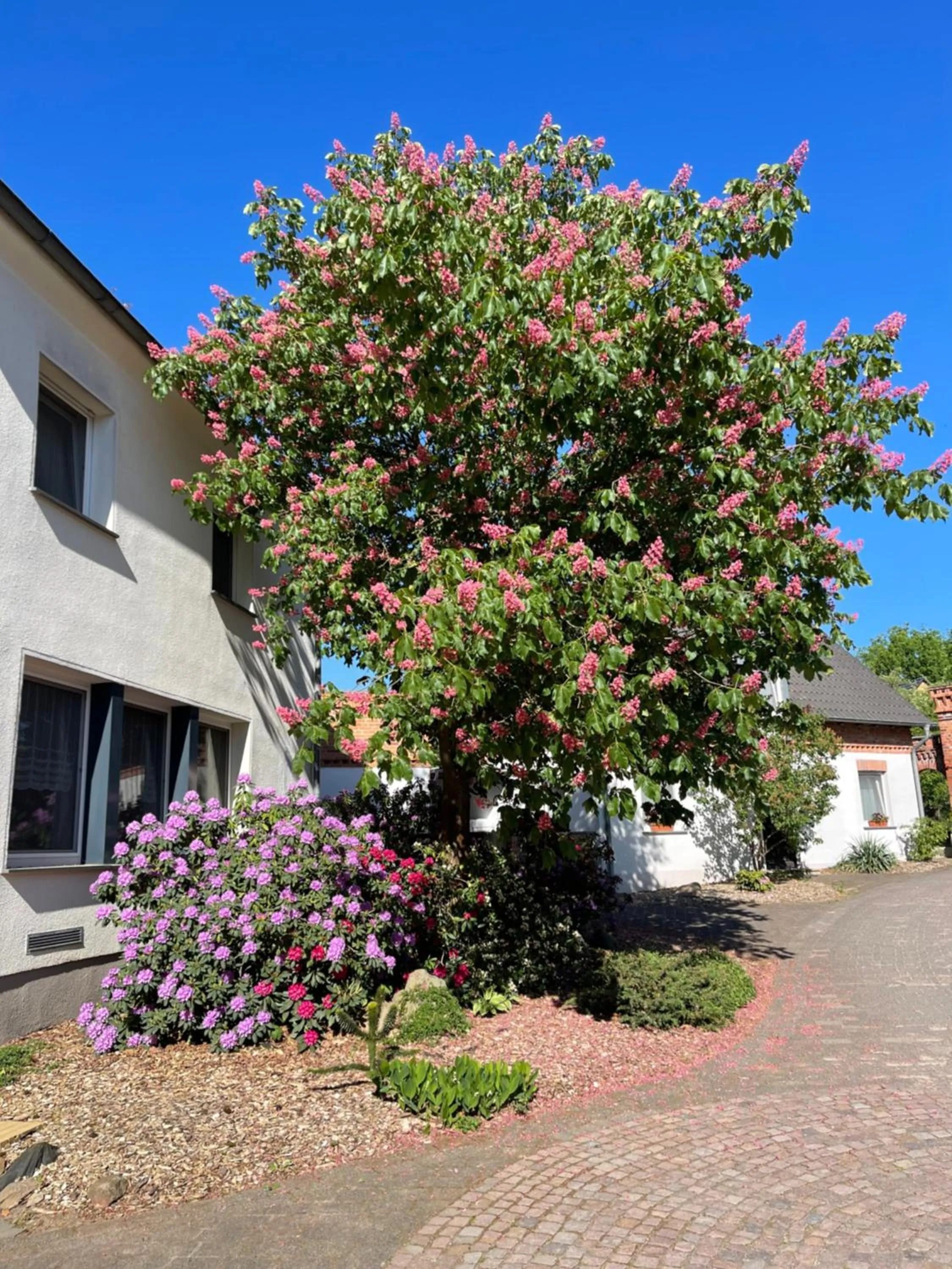 Spring in Hotel Luther Birke Wittenberg