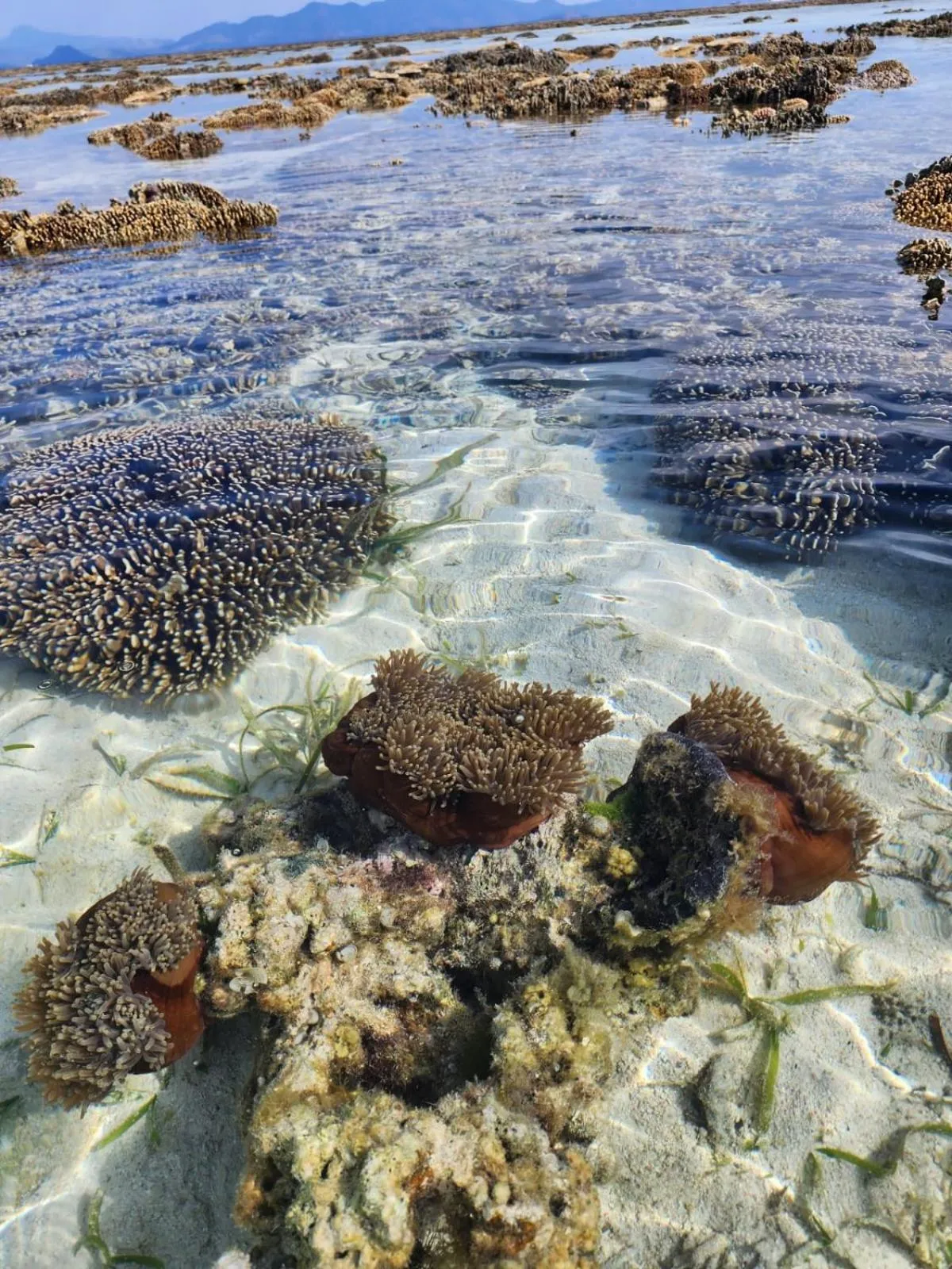 Beach in Sylvia Hotel & Resort Komodo