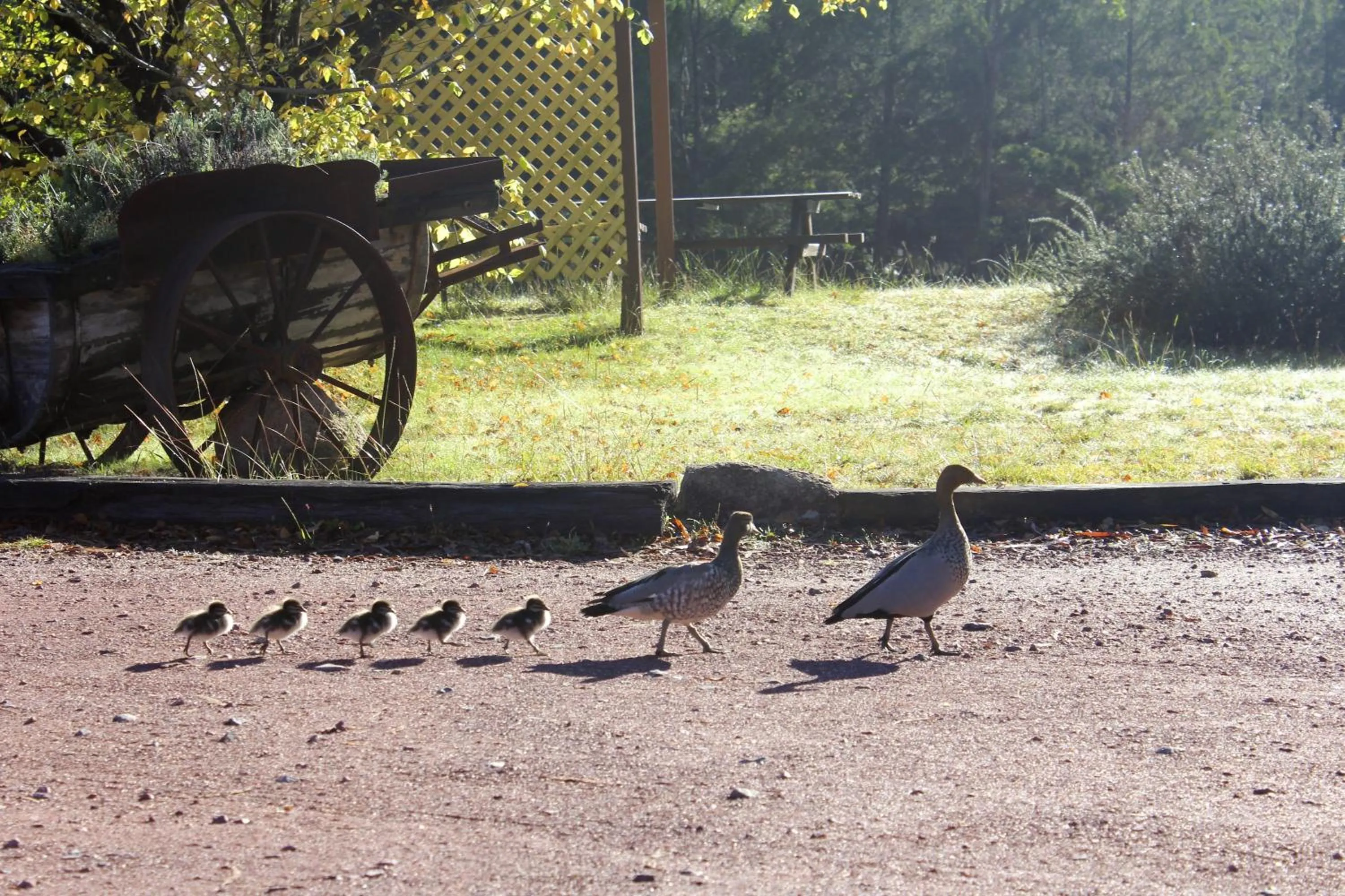 Spring in Granite Belt Retreat and Brewery