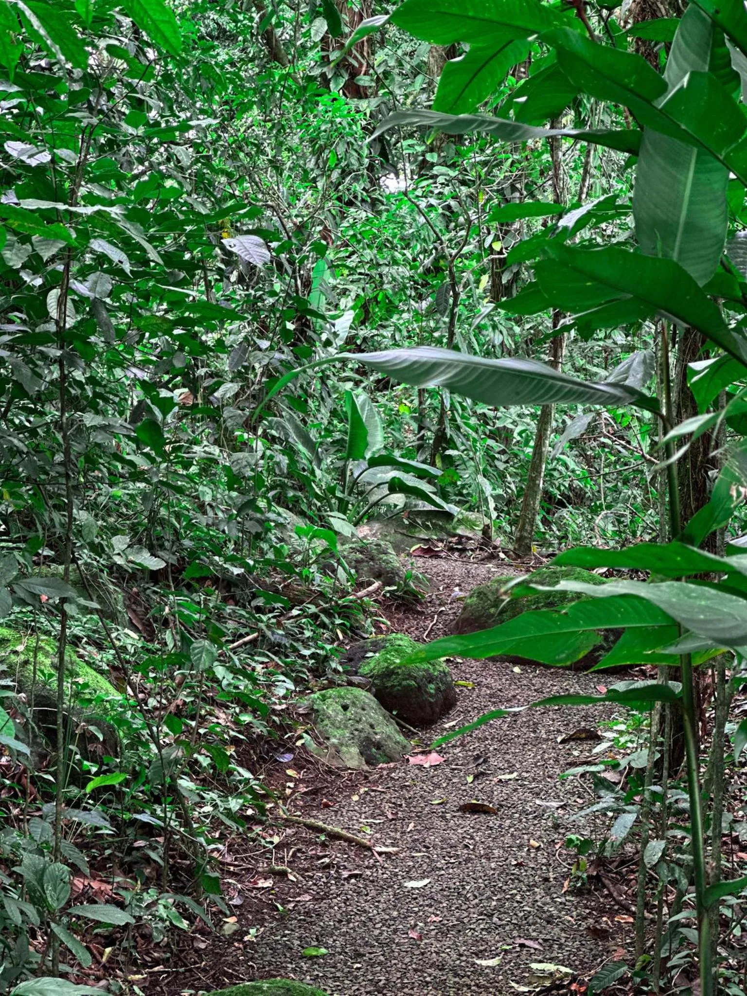 Natural landscape in Cabañas Río Escondido en La Fortuna