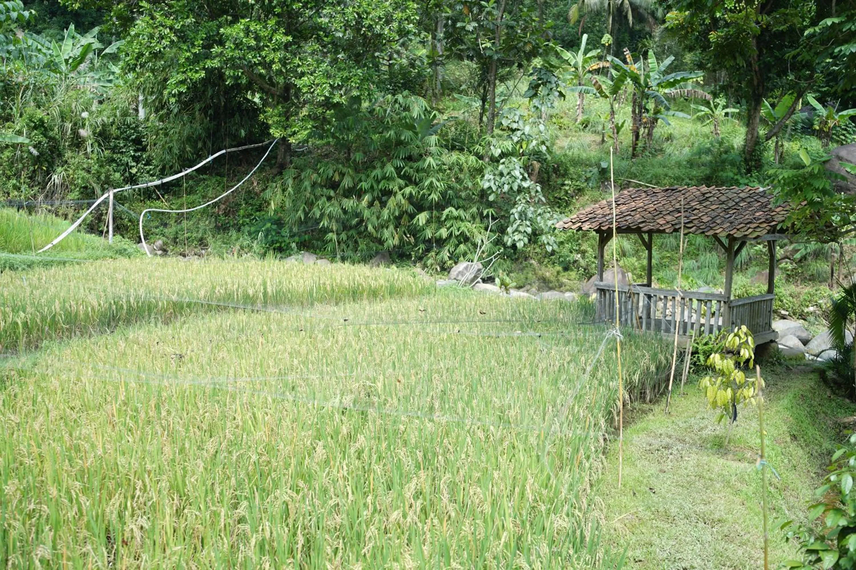 Garden view in Tirta Arsanta Hot Springs & Villa