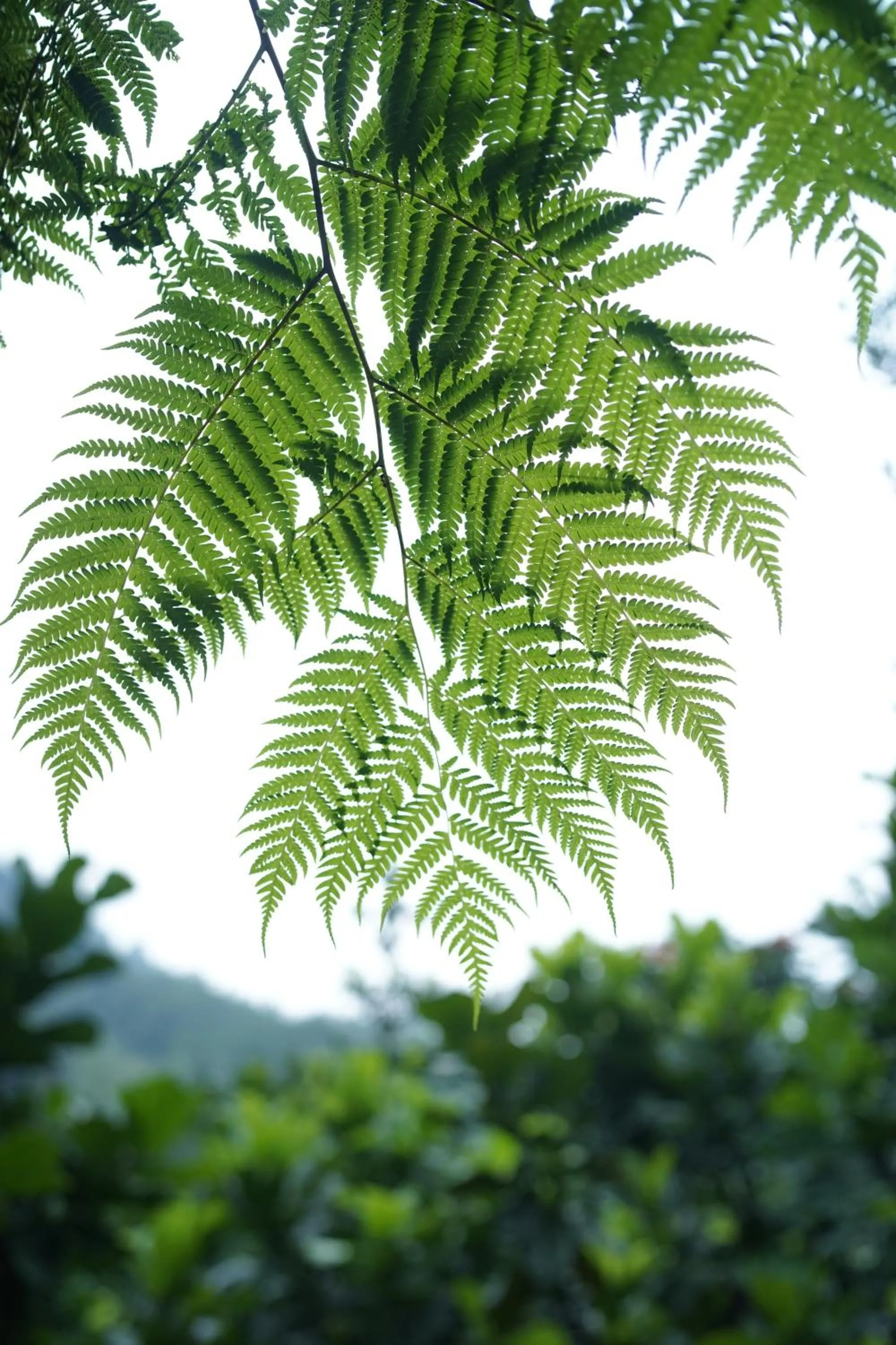 Mountain view in Tirta Arsanta Hot Springs & Villa
