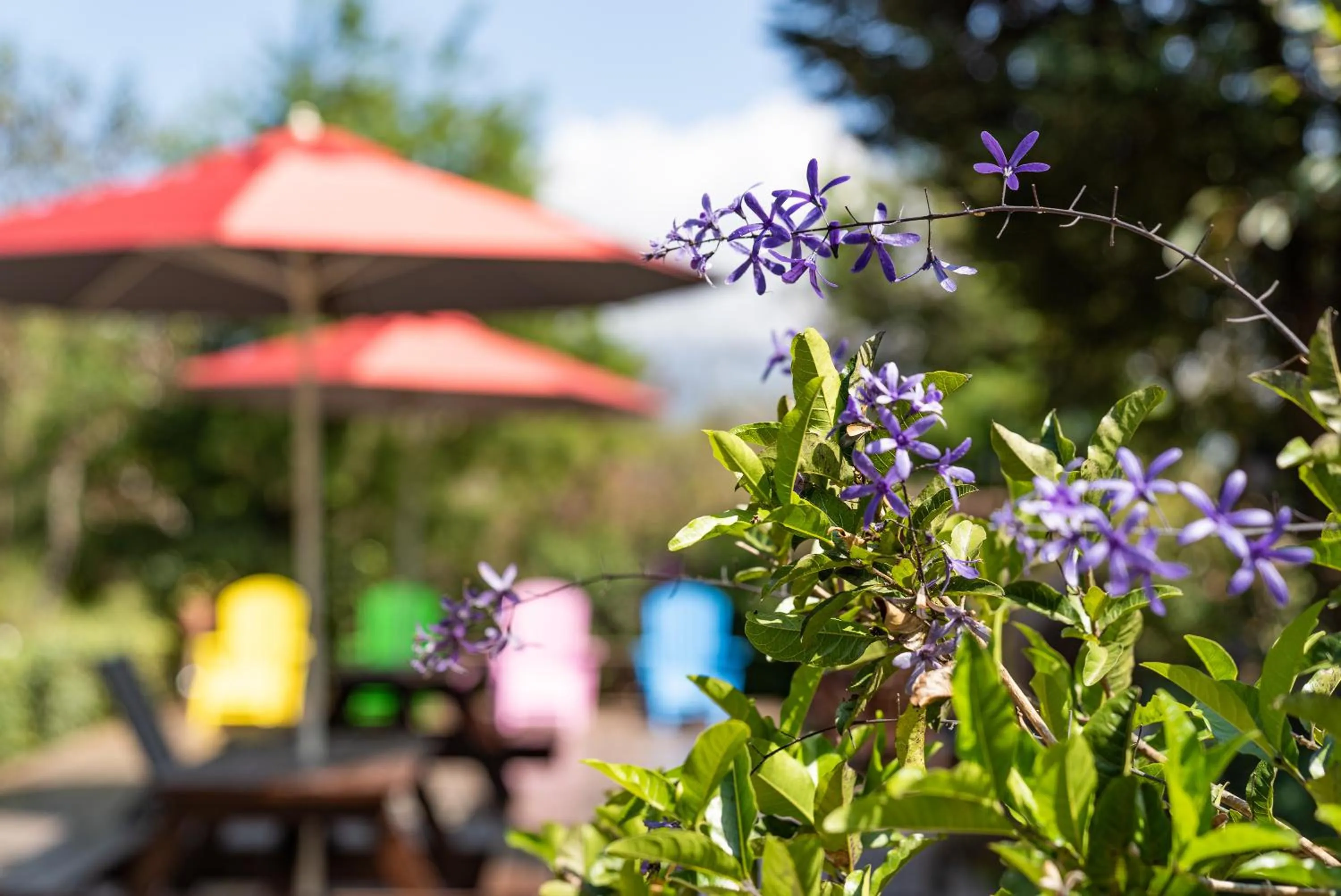 Garden in Julie's Garden, Cingjing - Fon Chin Homestay