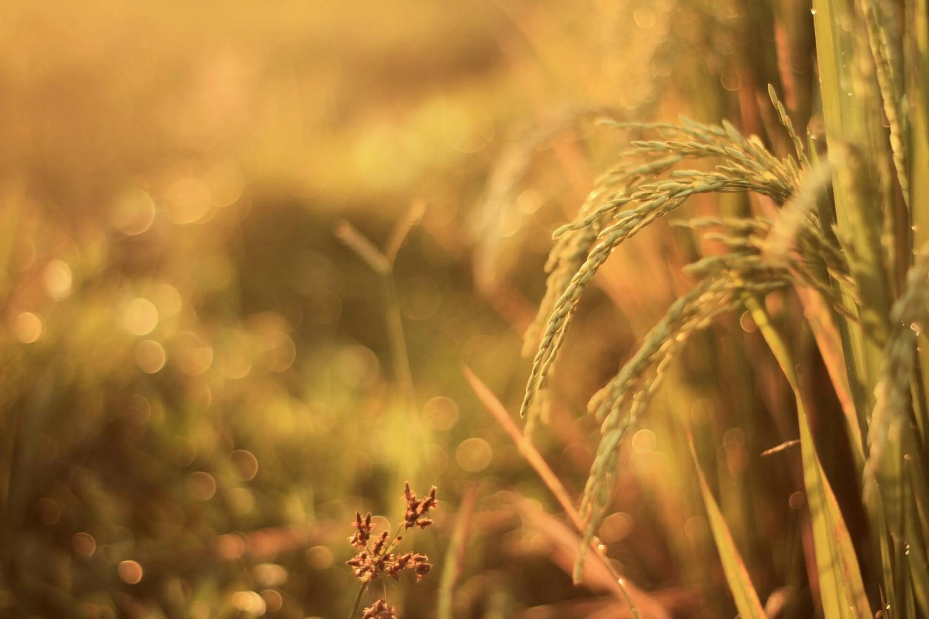 Alam Kawi Ubud Resort & Spa By Island Escape