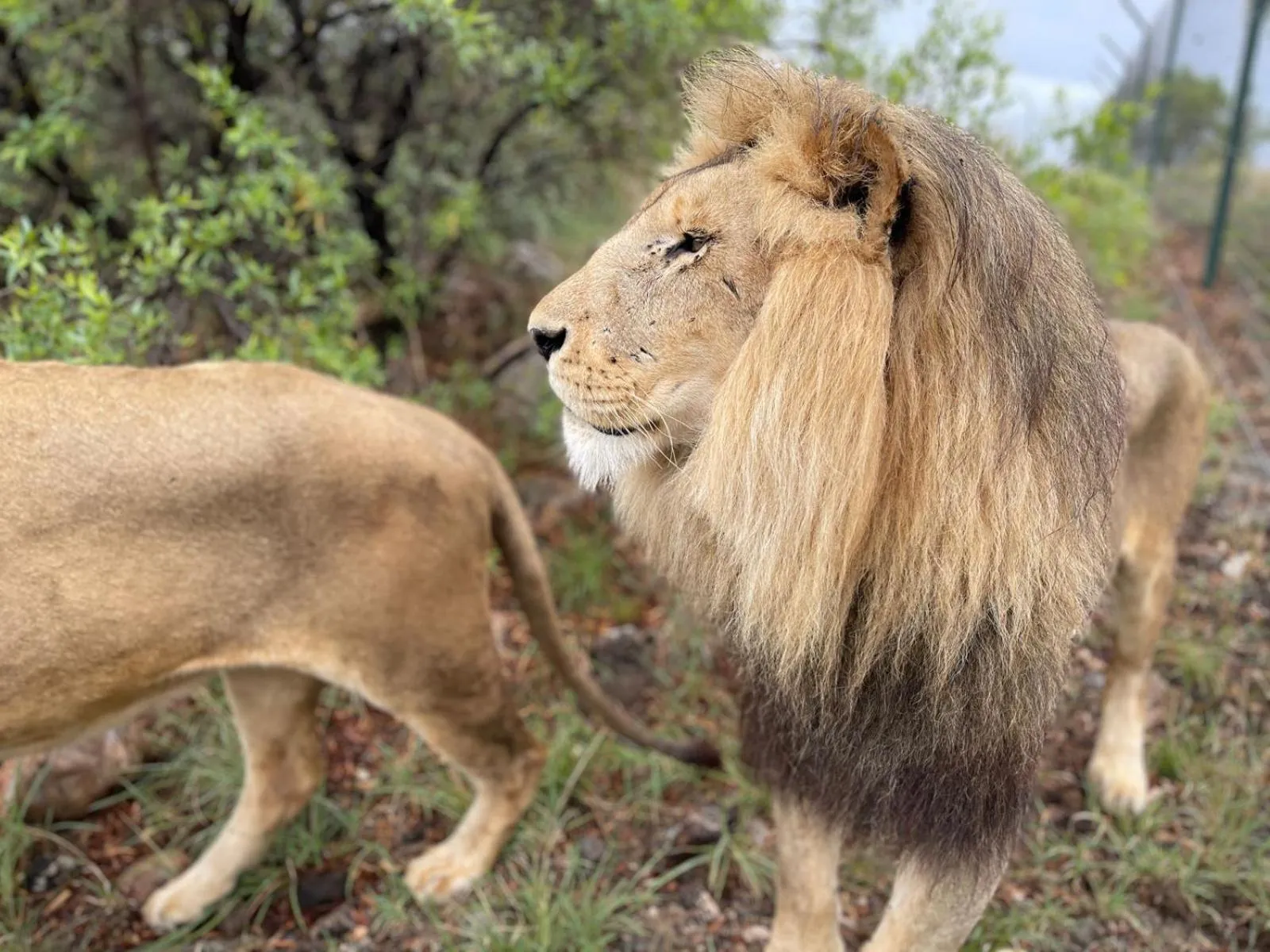Glen Afric Country Lodge