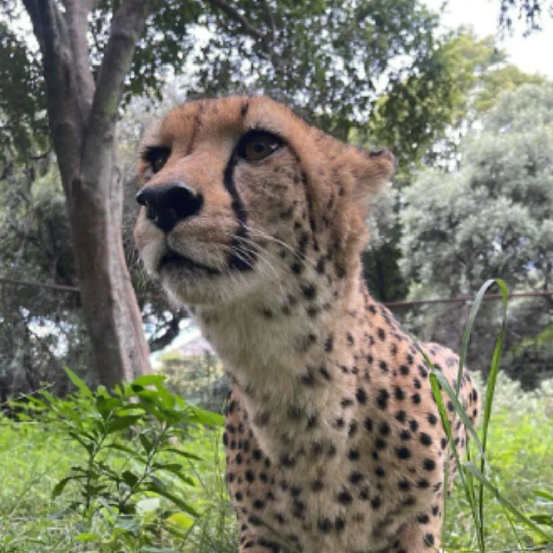 Glen Afric Country Lodge