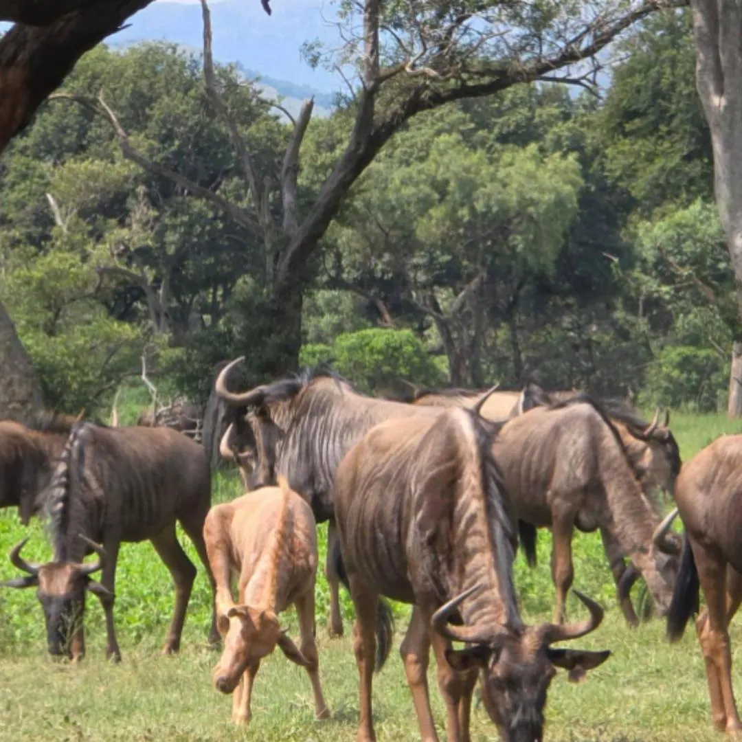 Glen Afric Country Lodge