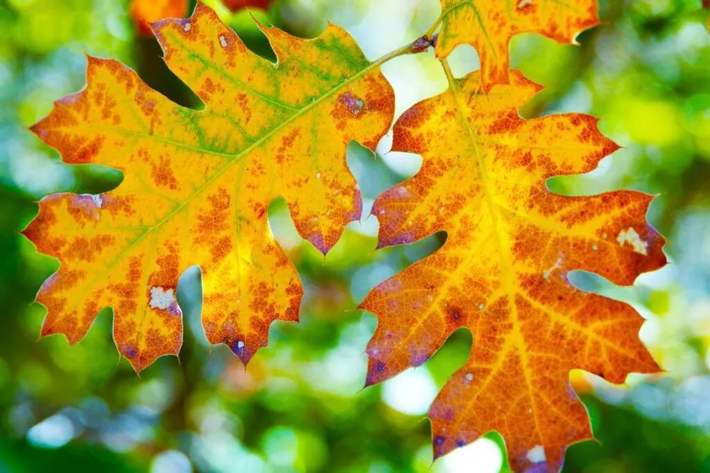 Autumn in Pine Hills Cabin in Julian