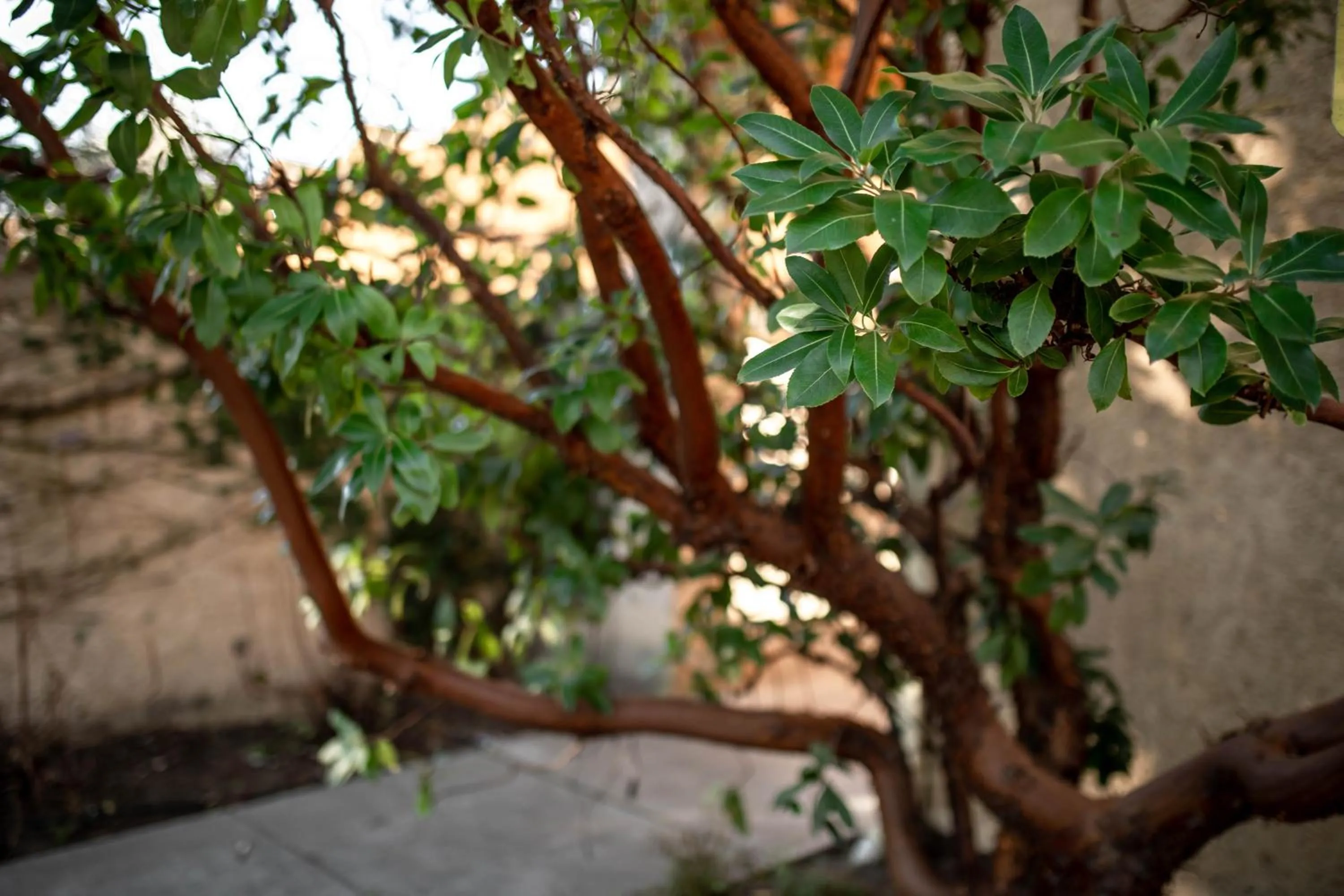 Decorative detail in Seven Branches Venue and Inn