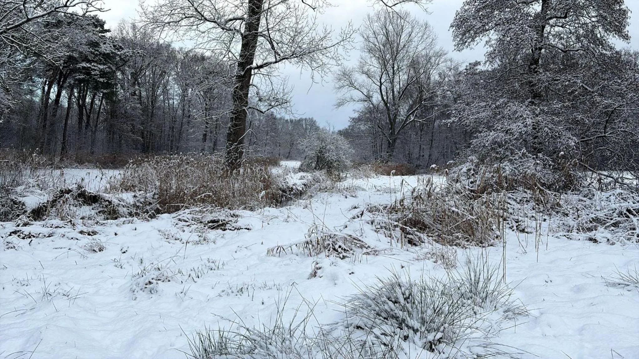 Natural landscape in B&B 't Mjeels Pierke