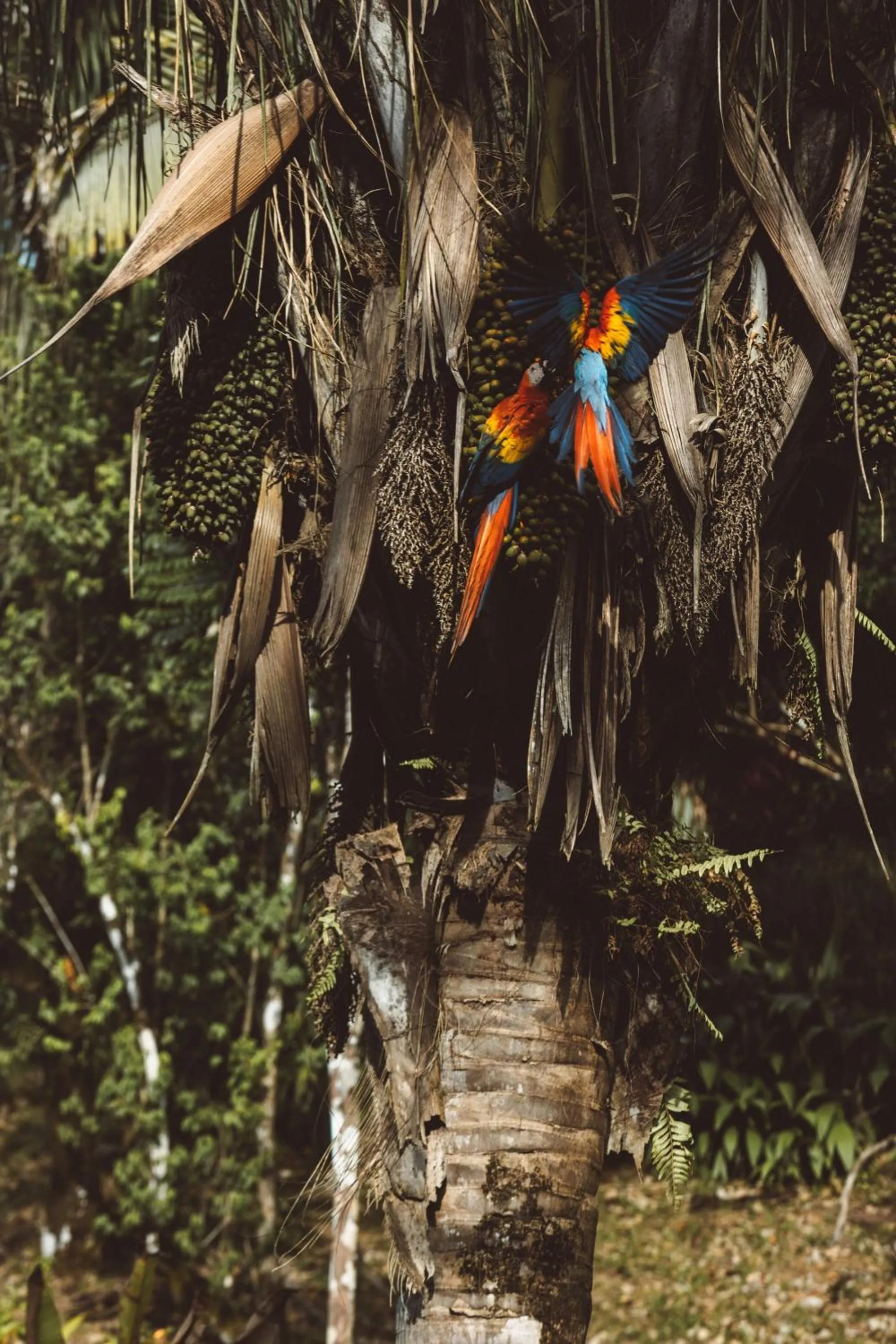 Animals in Kunken Boutique Hotel