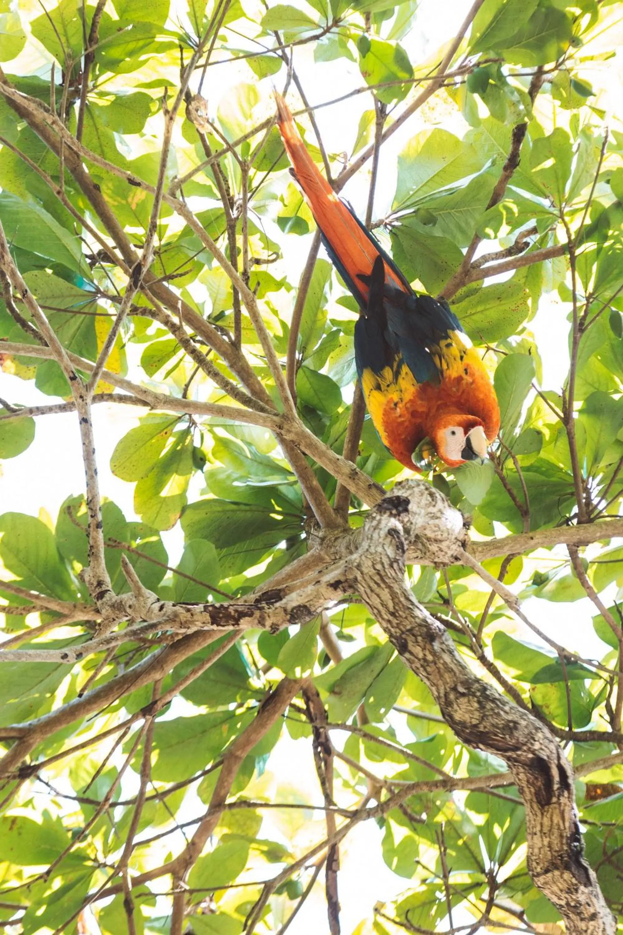 Animals in Kunken Boutique Hotel