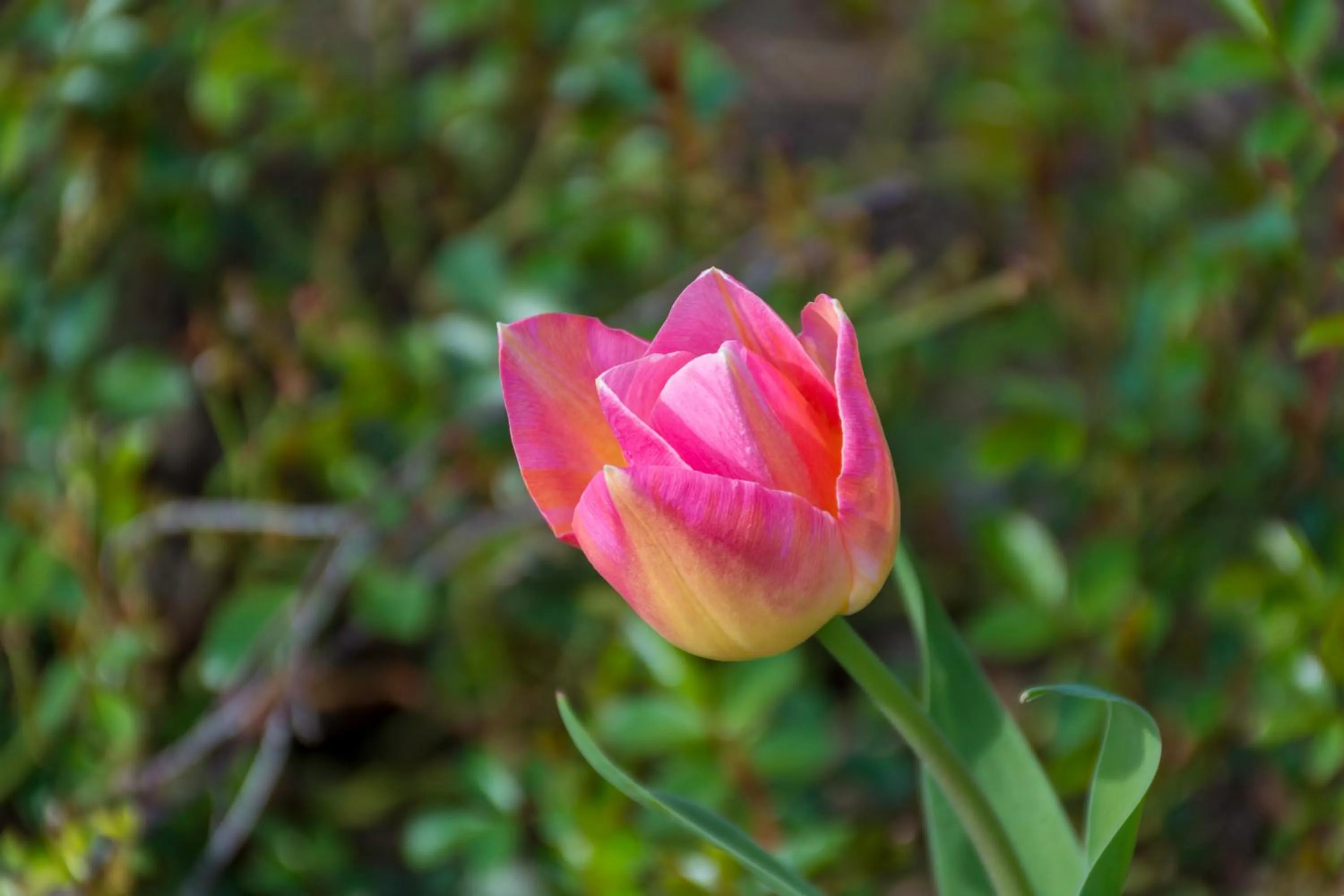 Spring in Gem bed and breakfast