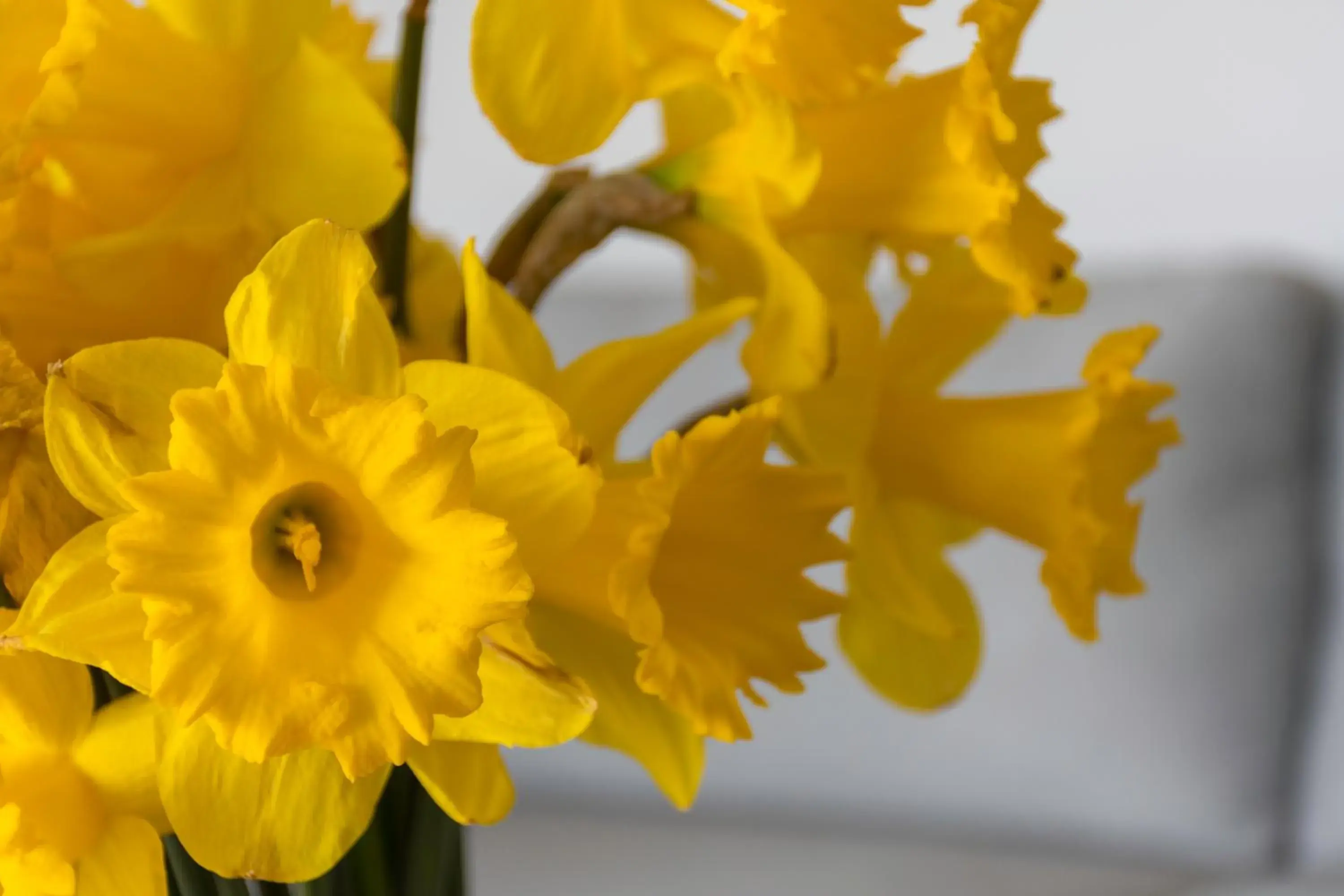 Queen Room with Garden View in Gem bed and breakfast Queen Room with Garden View in Gem bed and breakfast