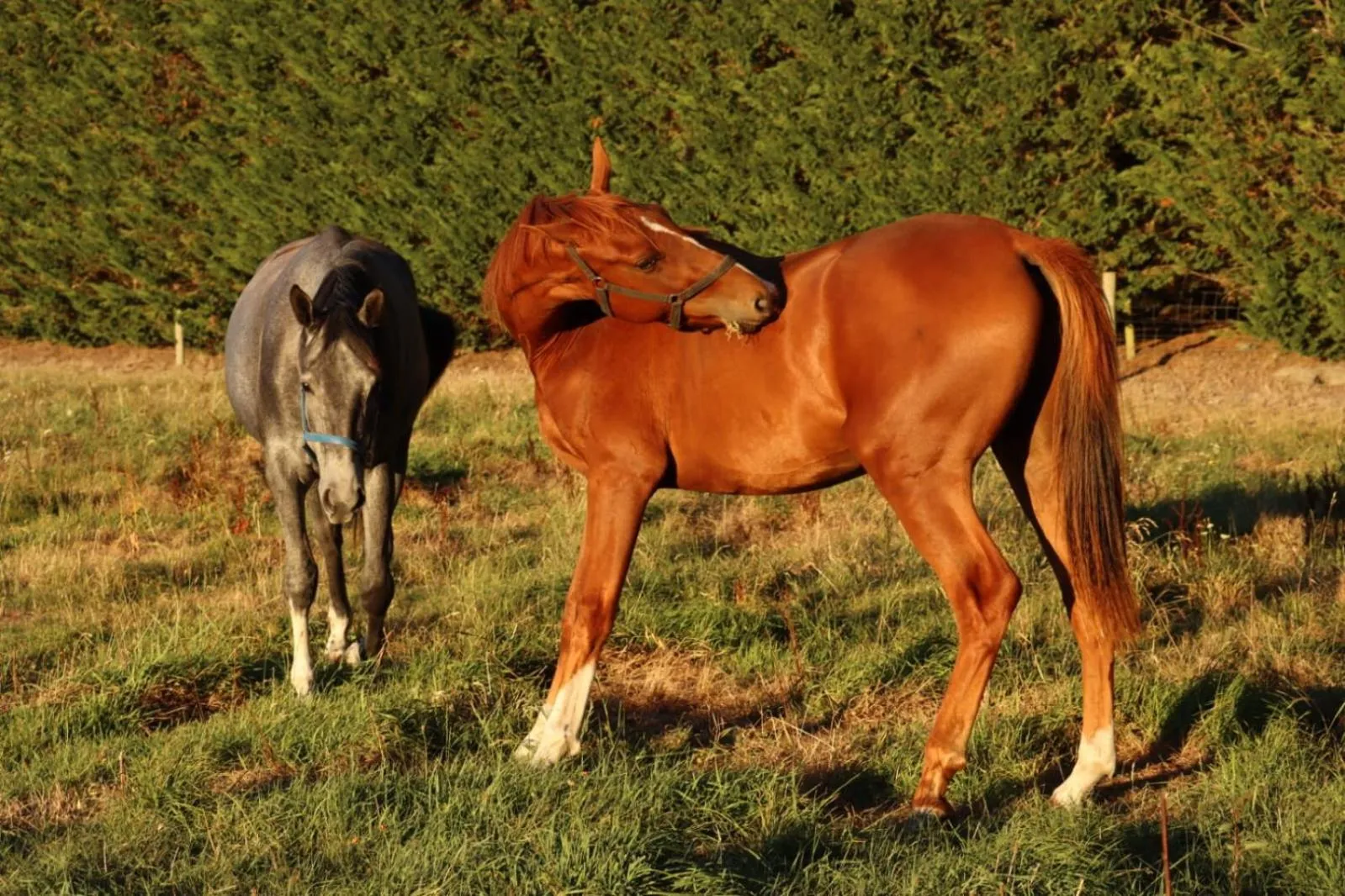 Pets in Gem bed and breakfast