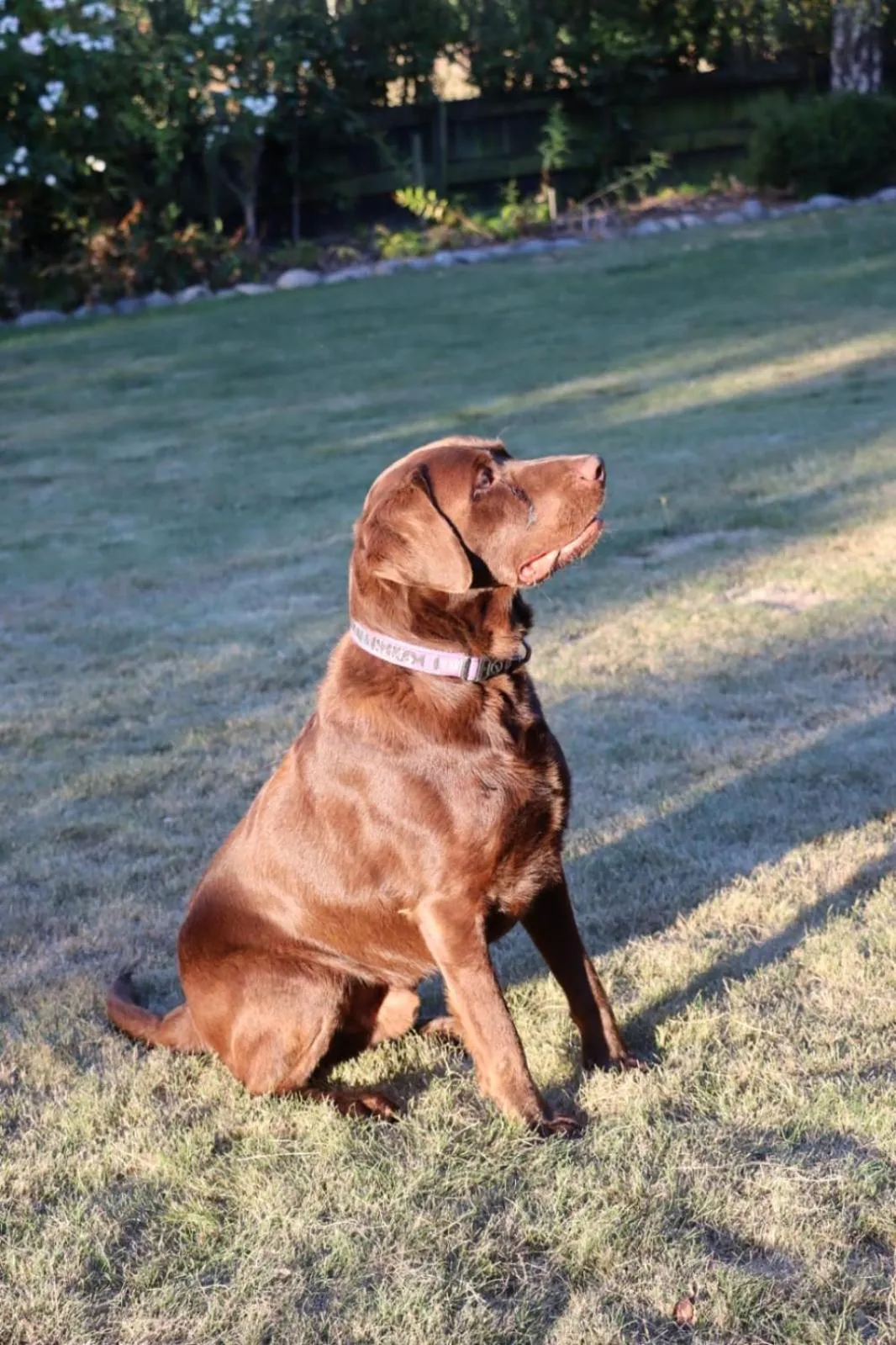 Pets in Gem bed and breakfast