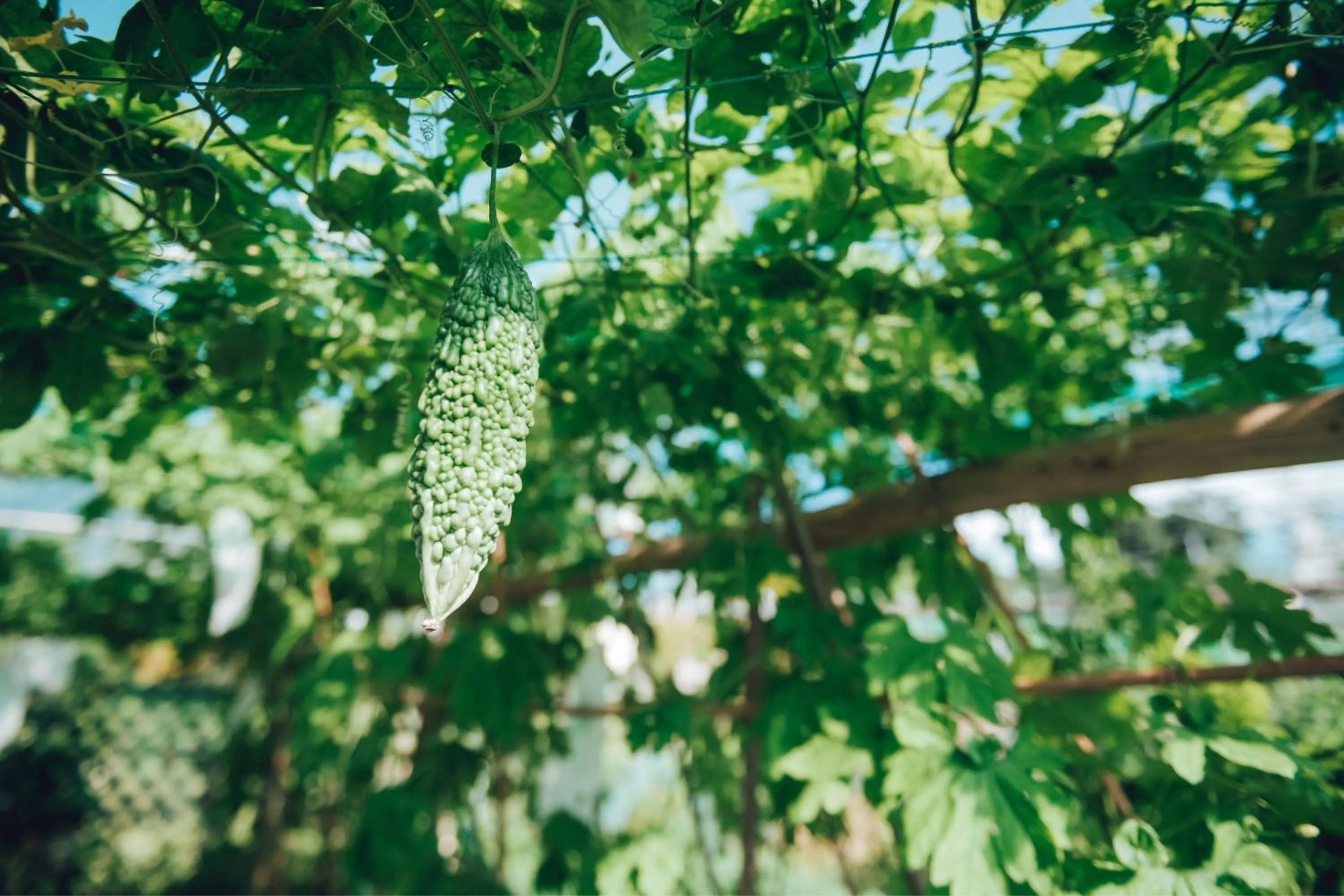 Other in Sheraton Hong Kong Tung Chung Hotel