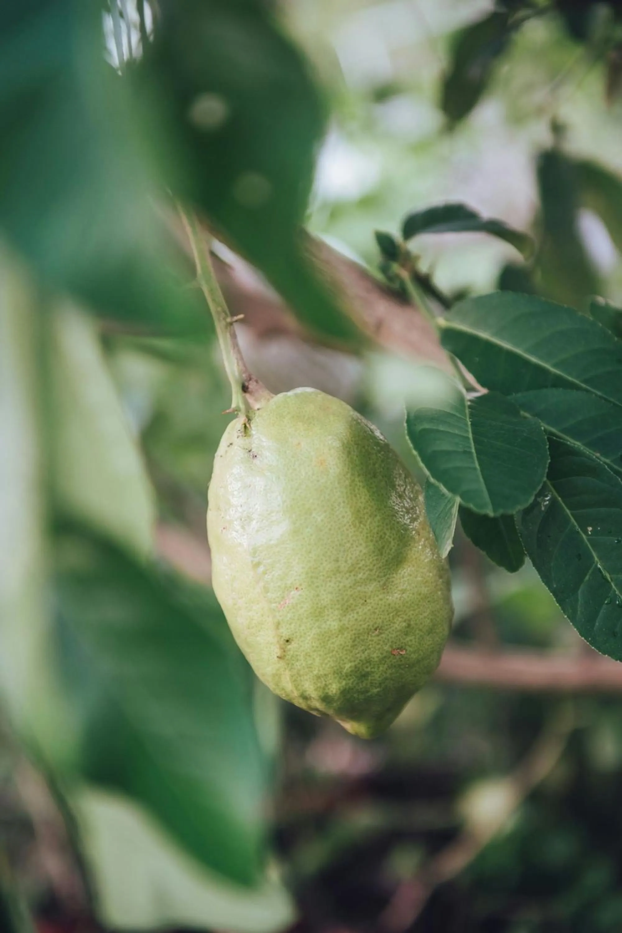 Other in Sheraton Hong Kong Tung Chung Hotel