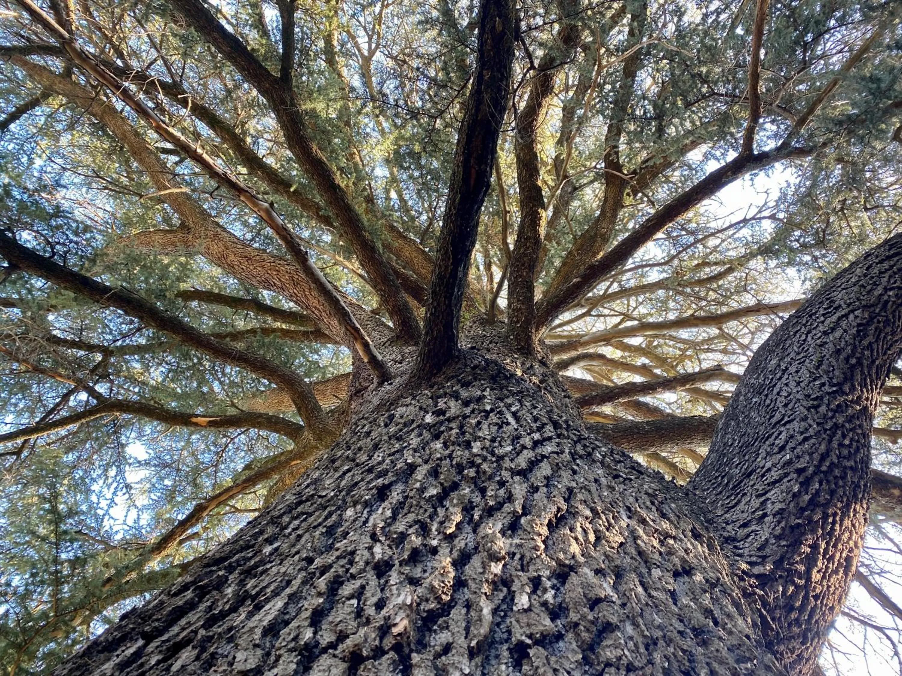 Garden in Le Château de Cambiaire