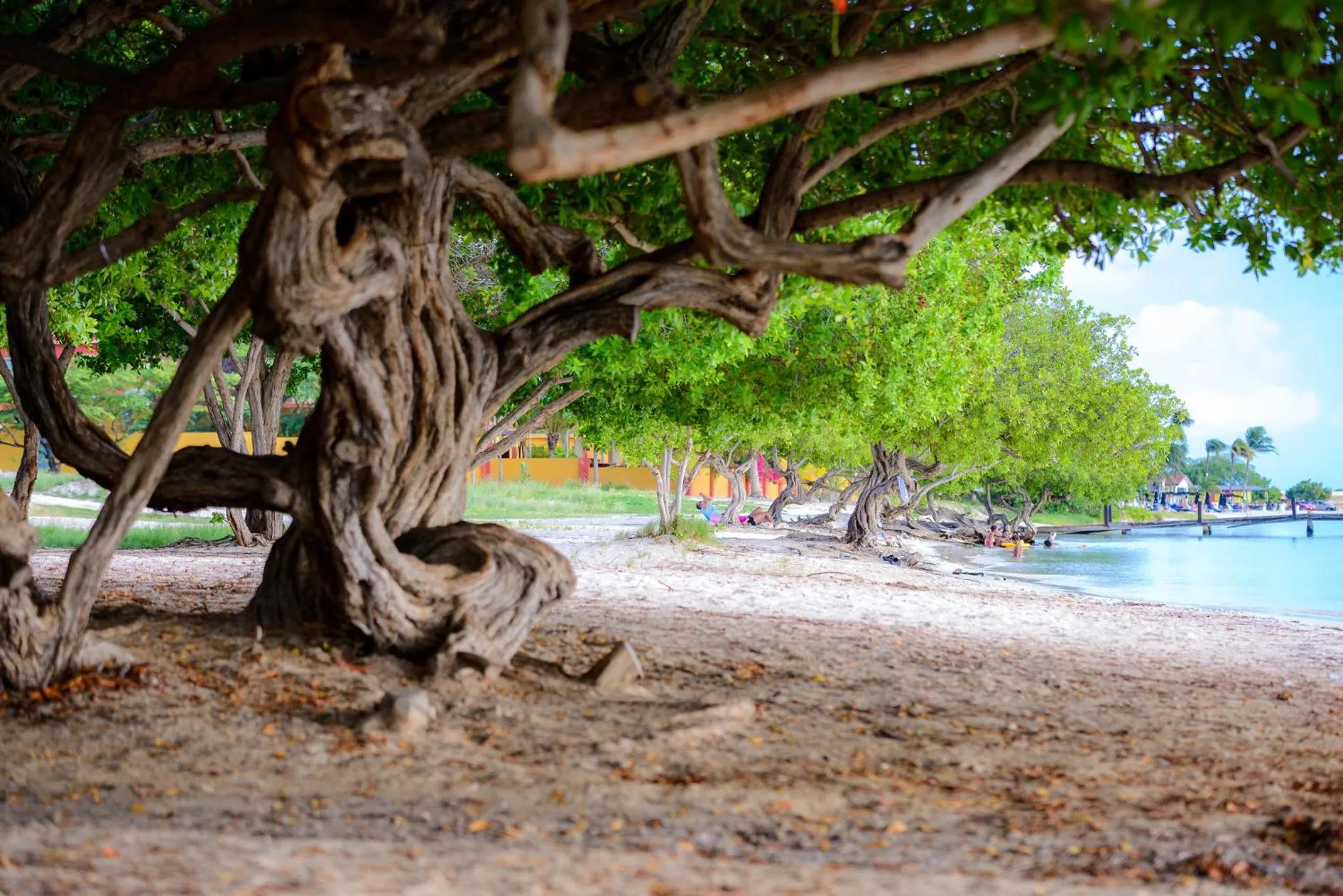 Area and facilities in voco Surfside Aruba by IHG