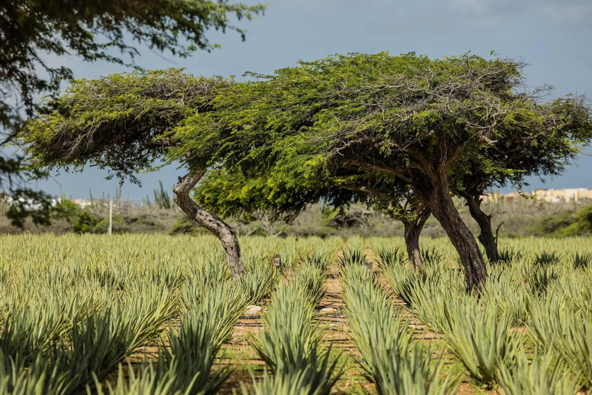 Area and facilities in voco Surfside Aruba by IHG