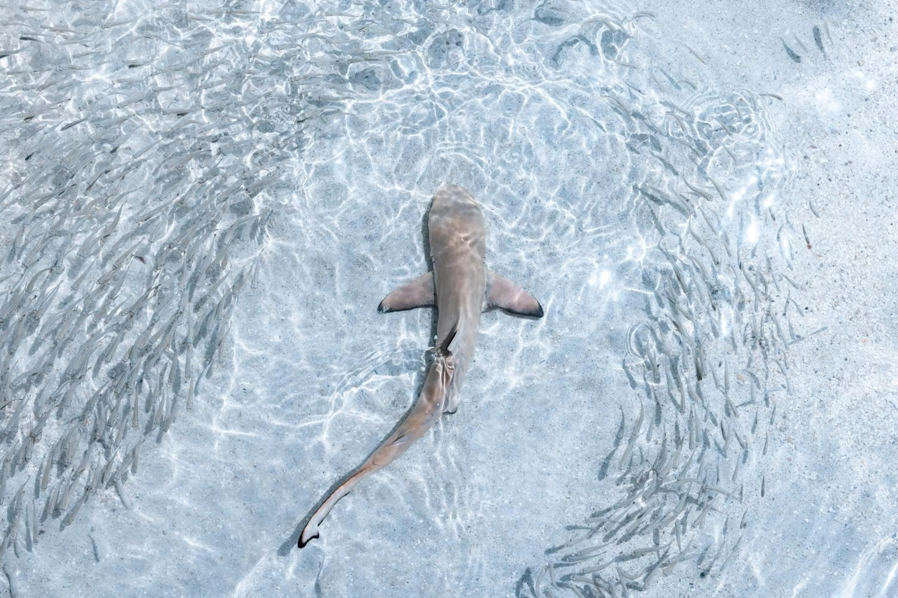 Snorkeling in Patina Maldives, Fari Islands