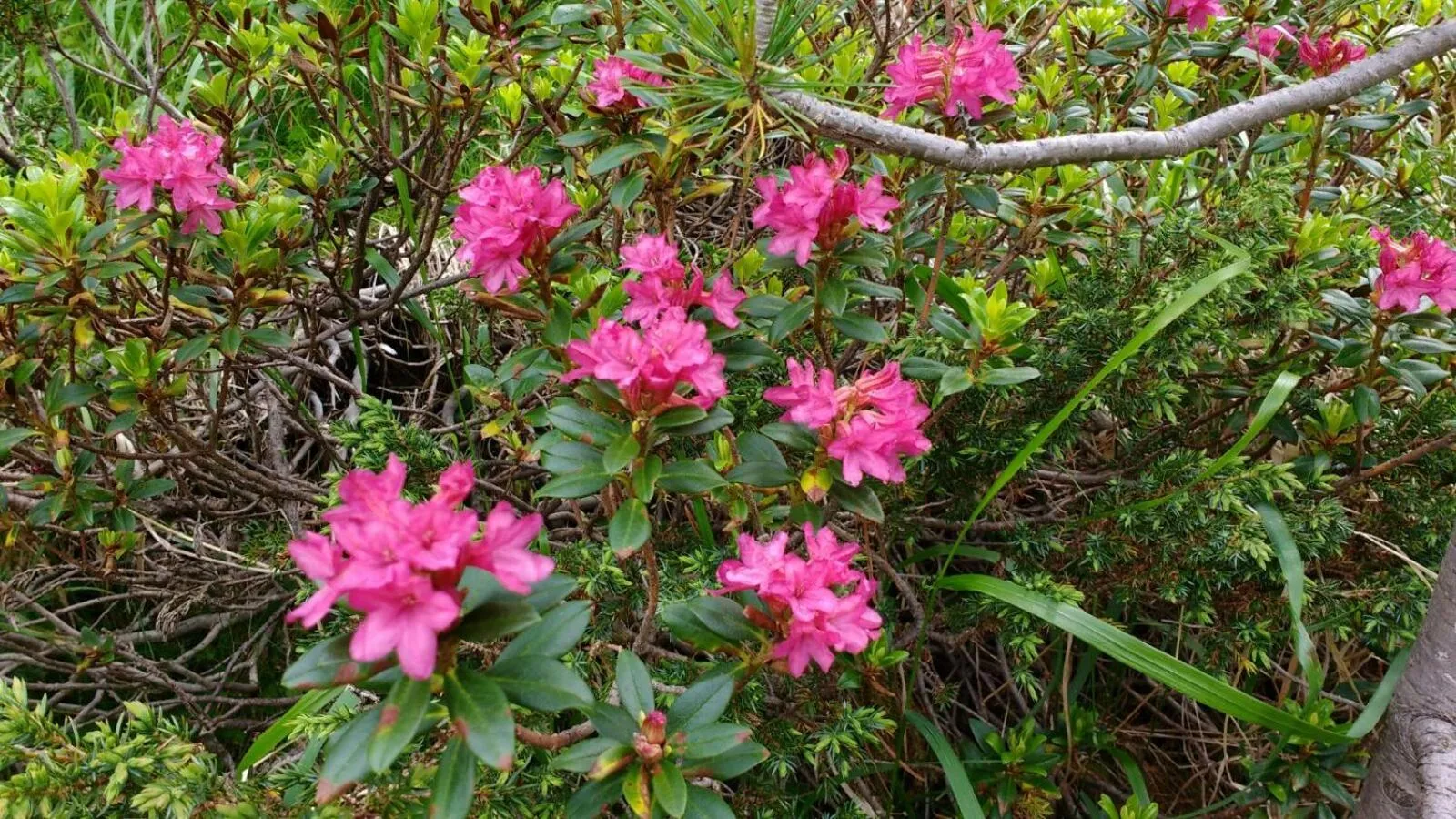 Garden in Das Unterrain Lifestyle Hotel