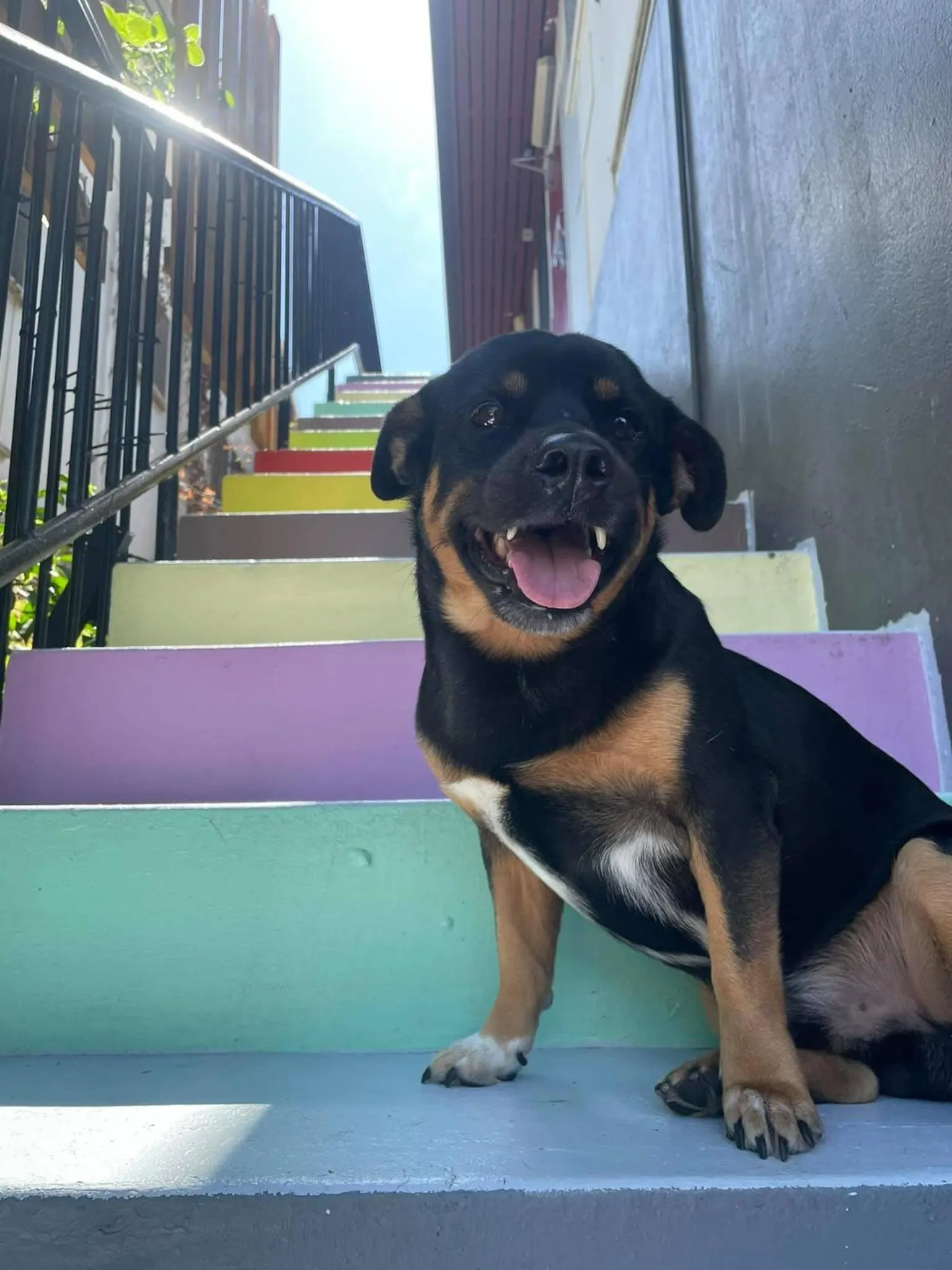 Animals in The Cozy Hostel - Motel