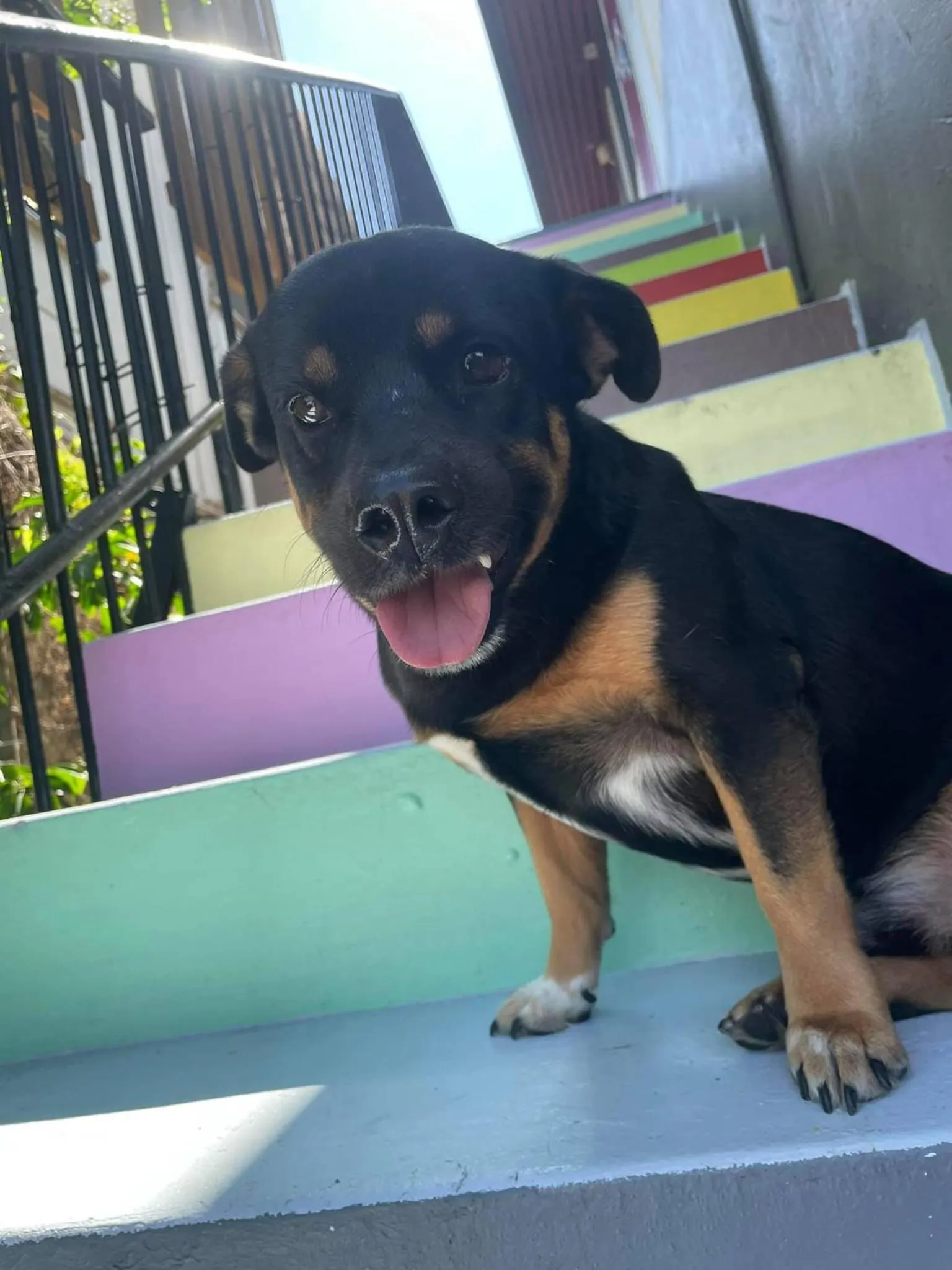 Animals in The Cozy Hostel - Motel