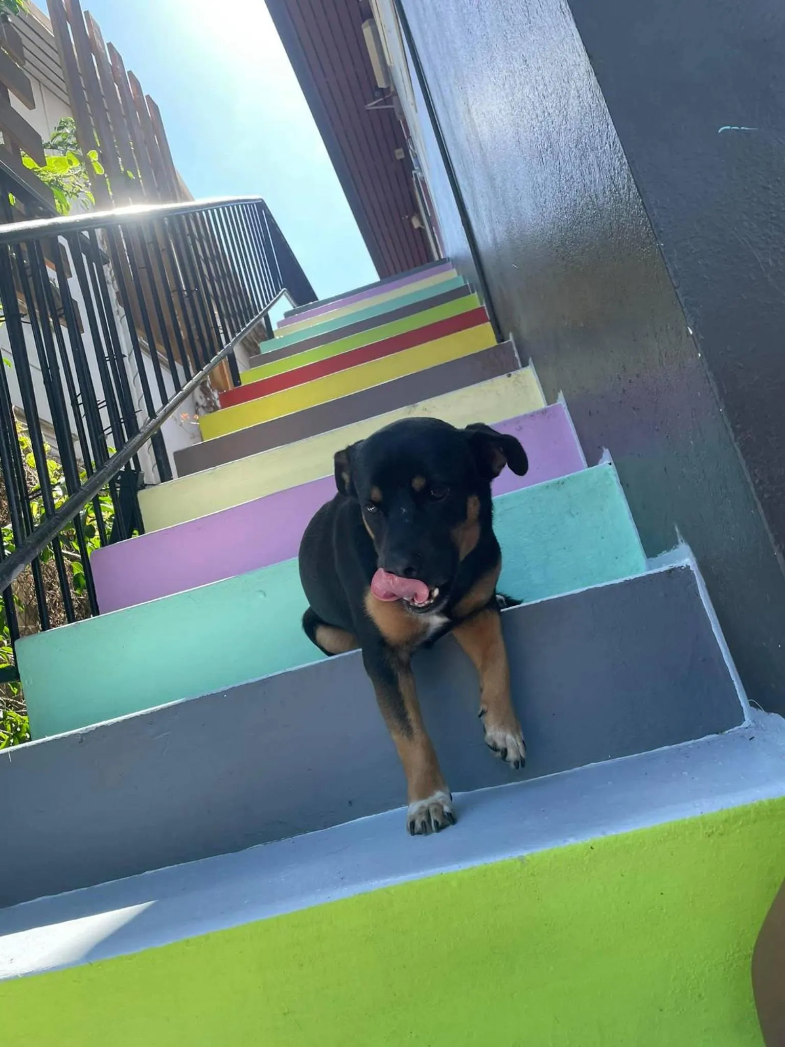 Animals in The Cozy Hostel - Motel