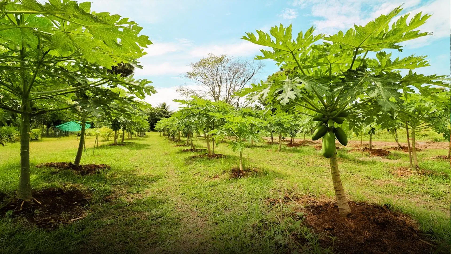 Pushpam Sanskruti Resort Karjat