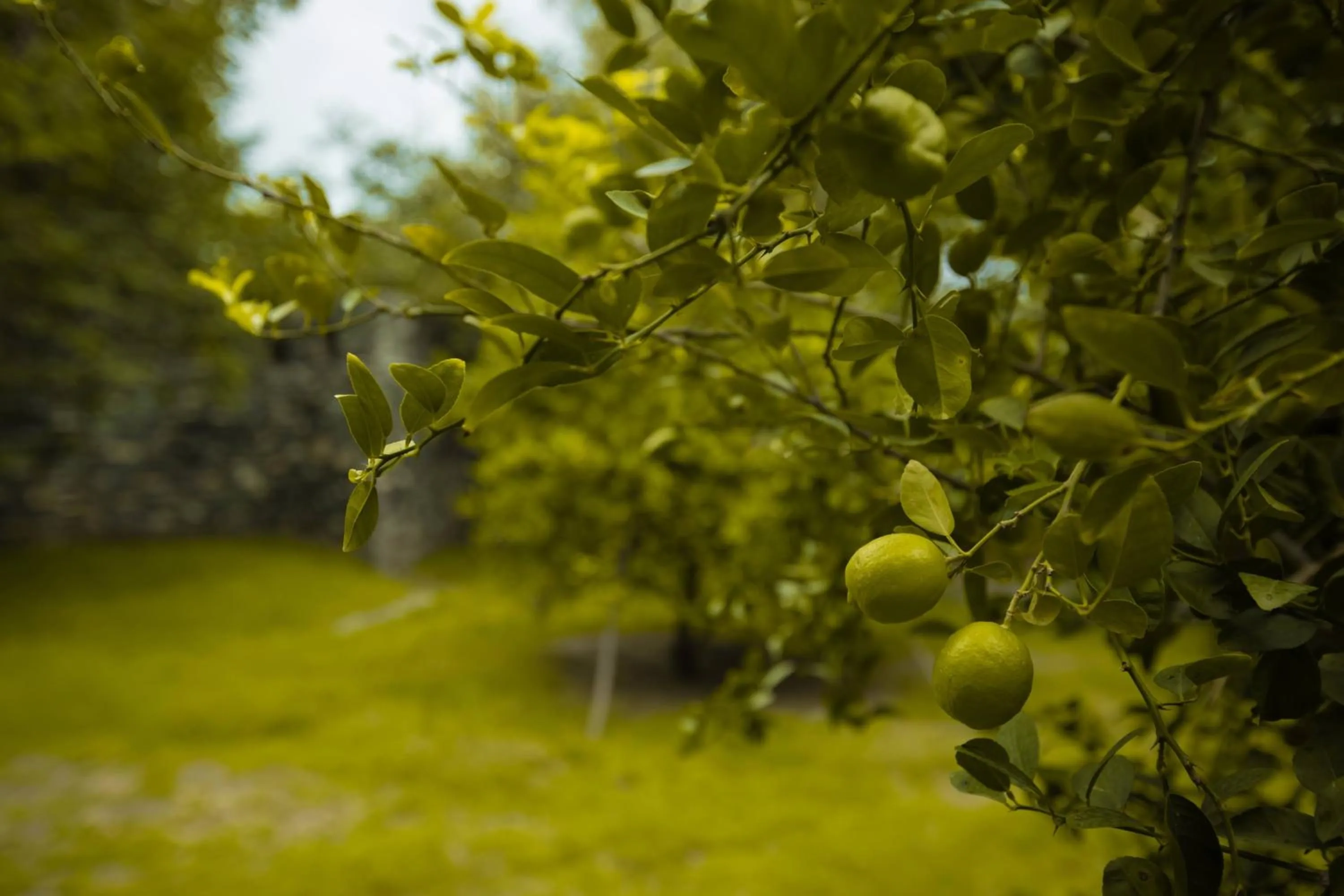 Garden in Nature Village Resort