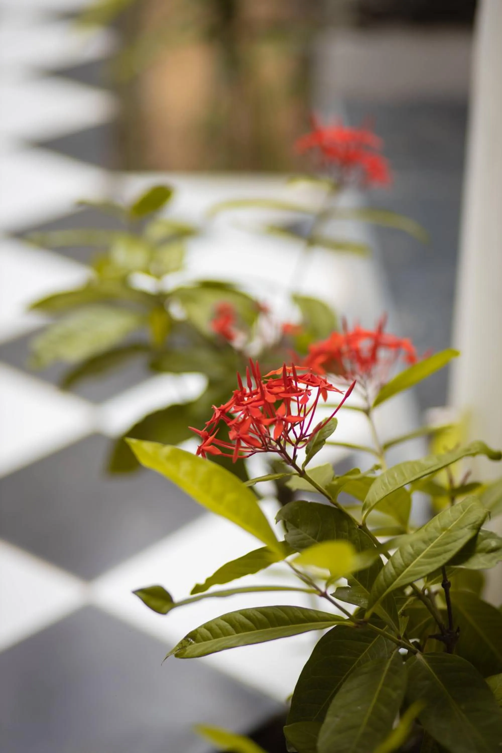 Garden view in Nature Village Resort