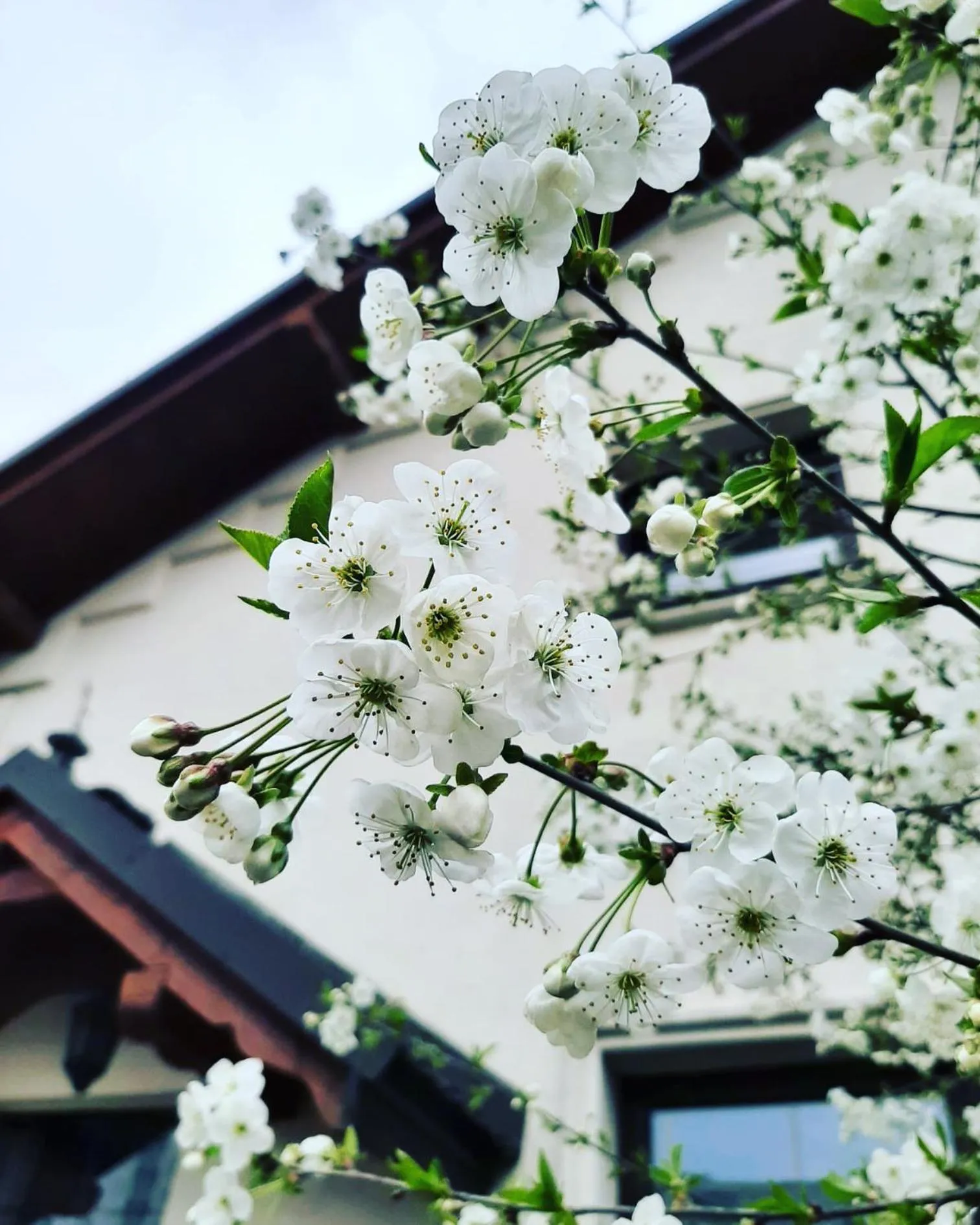 Garden in Dworek Złoty Róg Hotel i Restauracja
