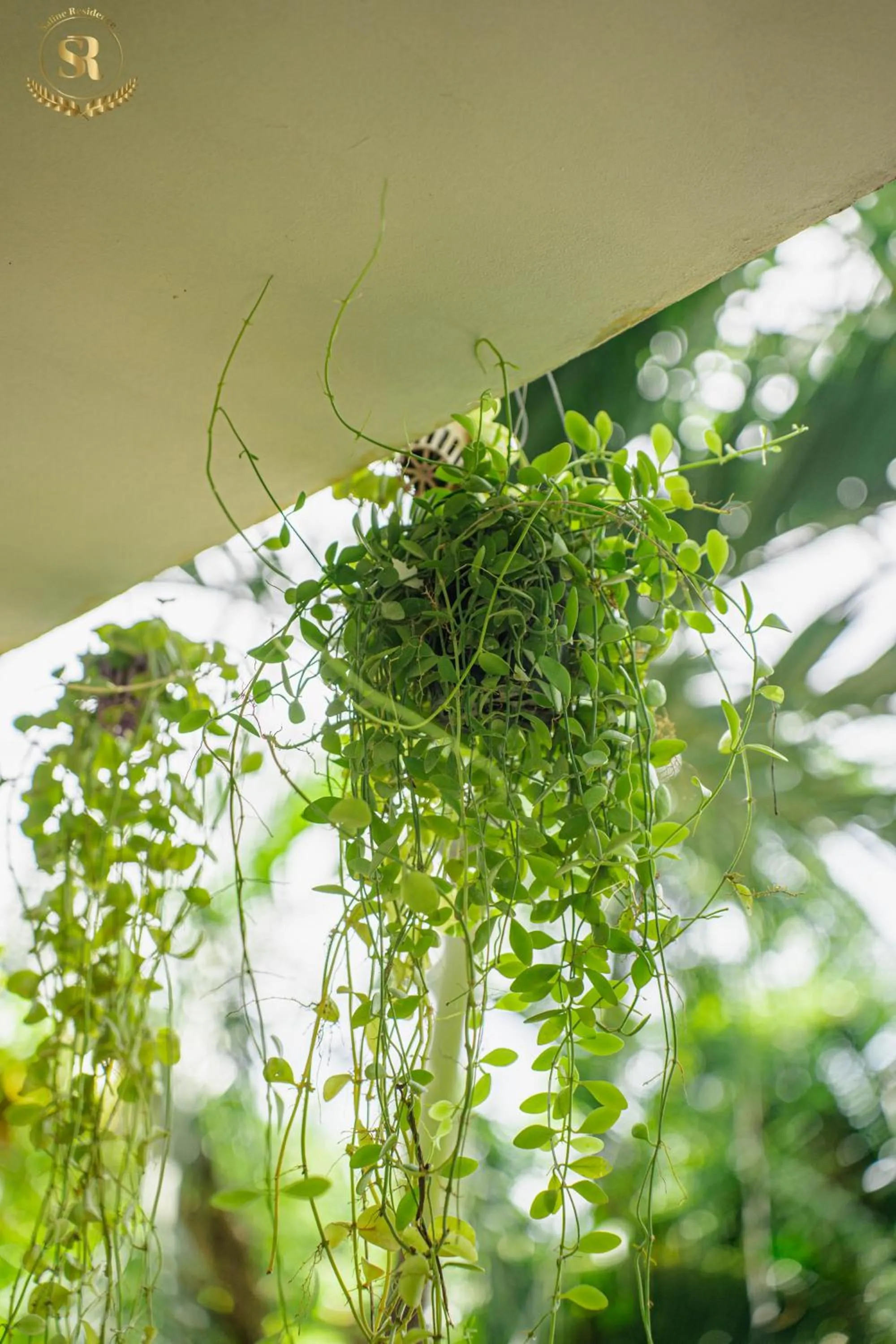 Garden view in Saline Residence