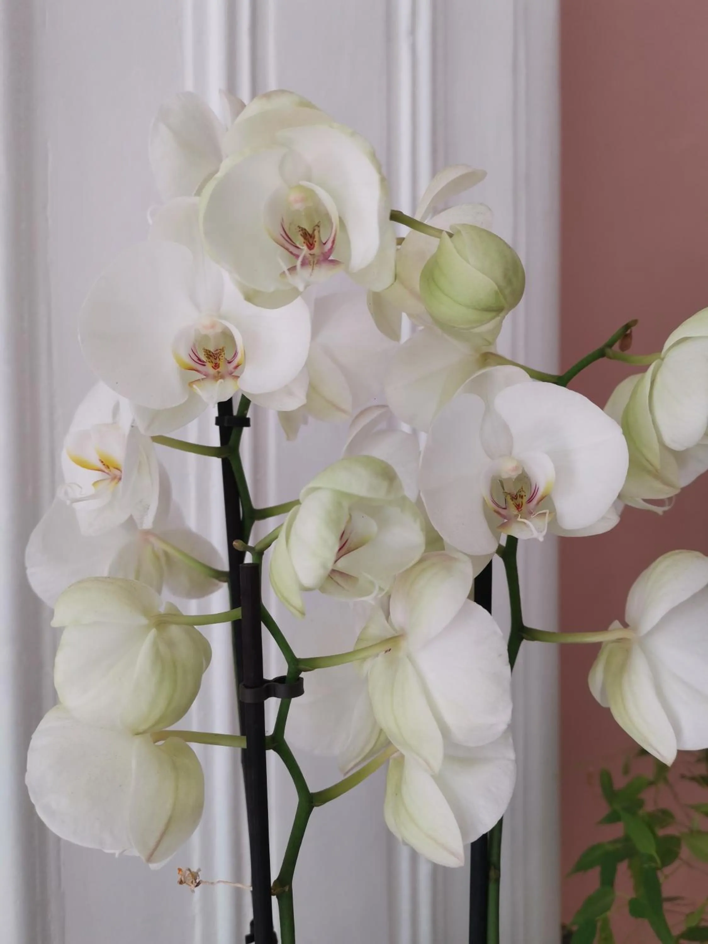 Spring in JARDIN D'HIVER CASSEL Suite de 70 m2