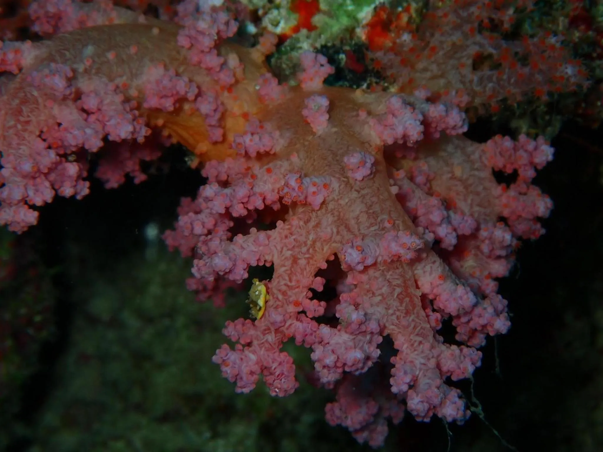 Snorkeling in Wow Inn Keyodhoo
