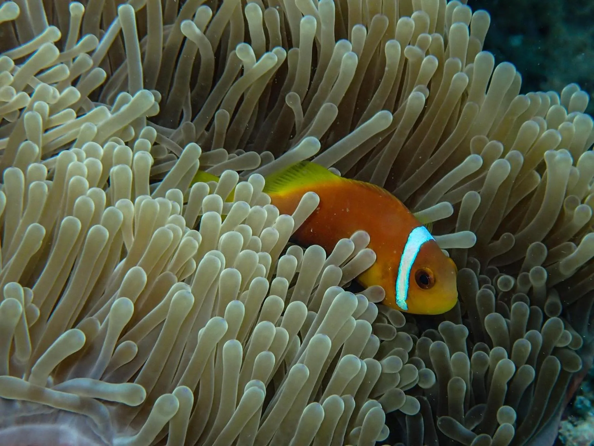 Snorkeling in Wow Inn Keyodhoo