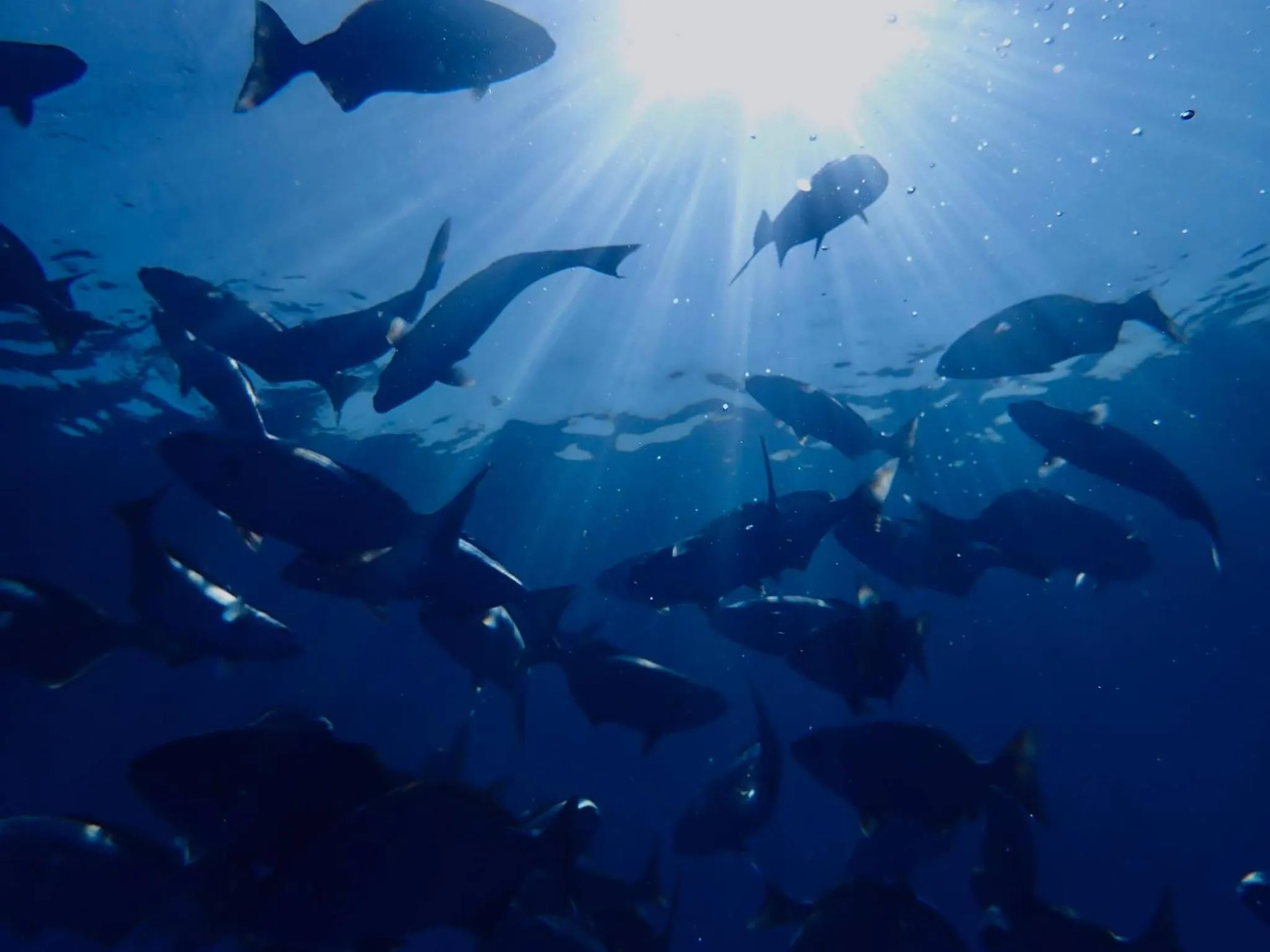Snorkeling in Wow Inn Keyodhoo