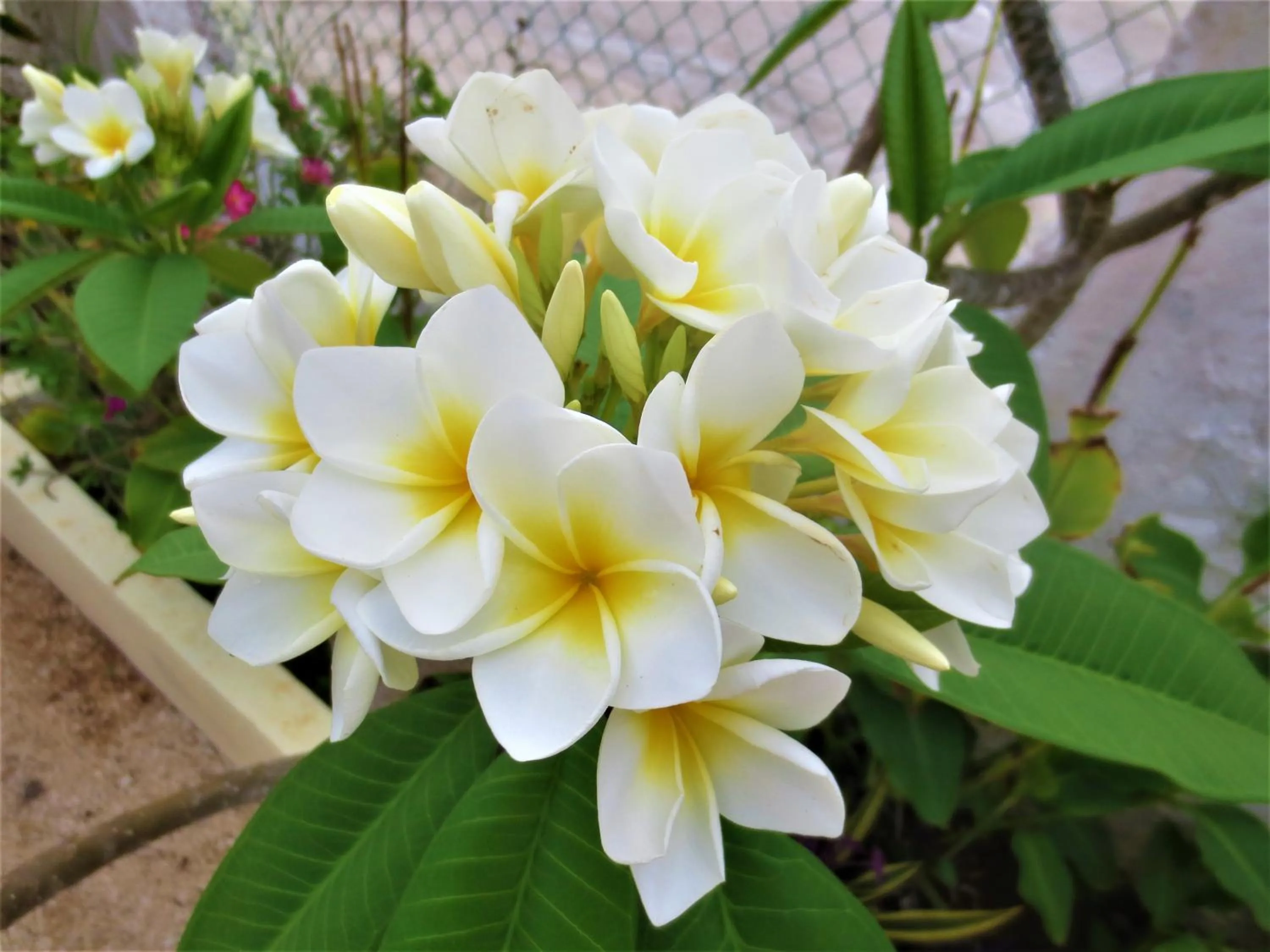 Garden in Posada Hondumar Holbox